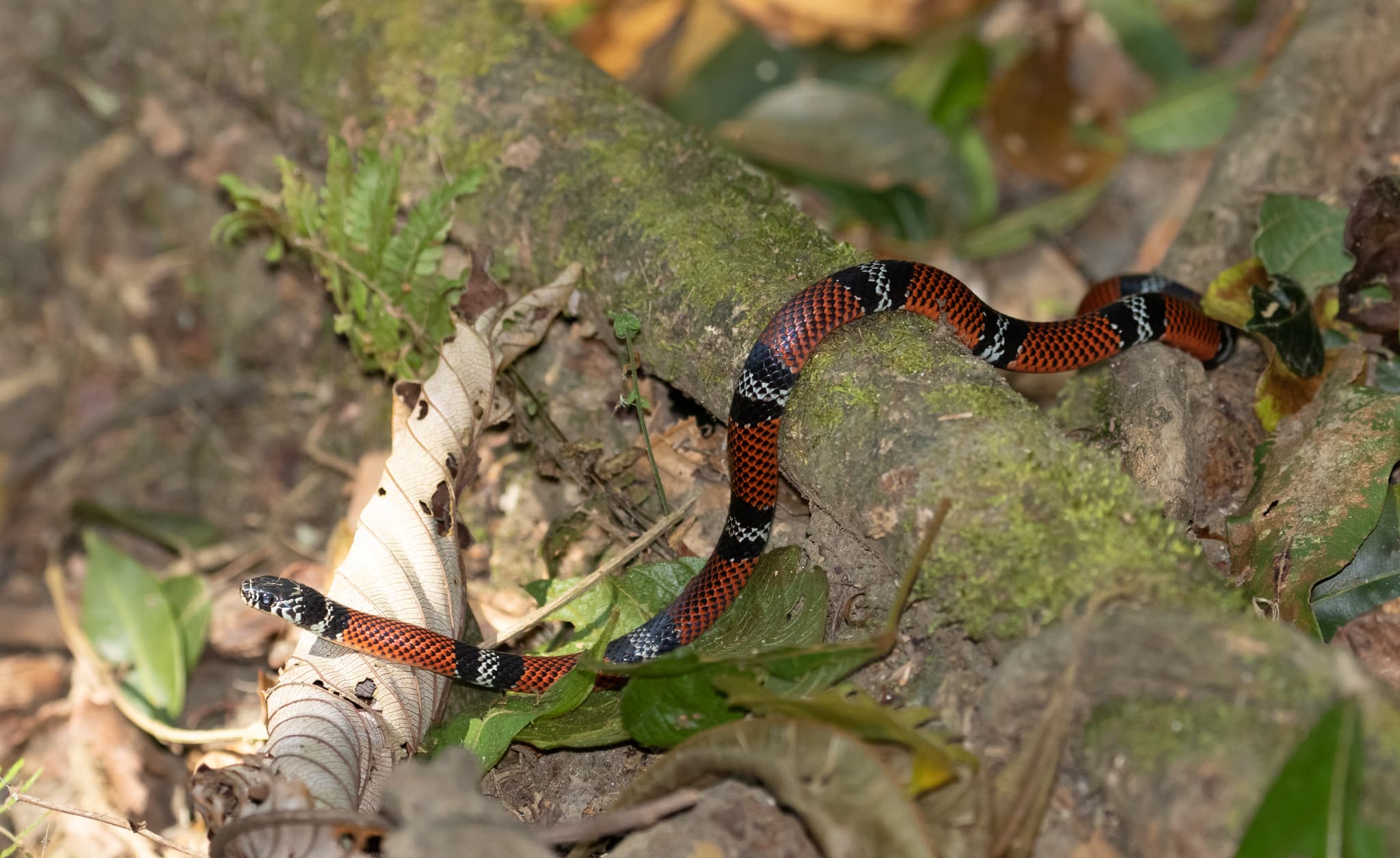 Two-banded False Coral Snake (Erythrolamprus bizona) on forest floor in Santa Marta, Colombia