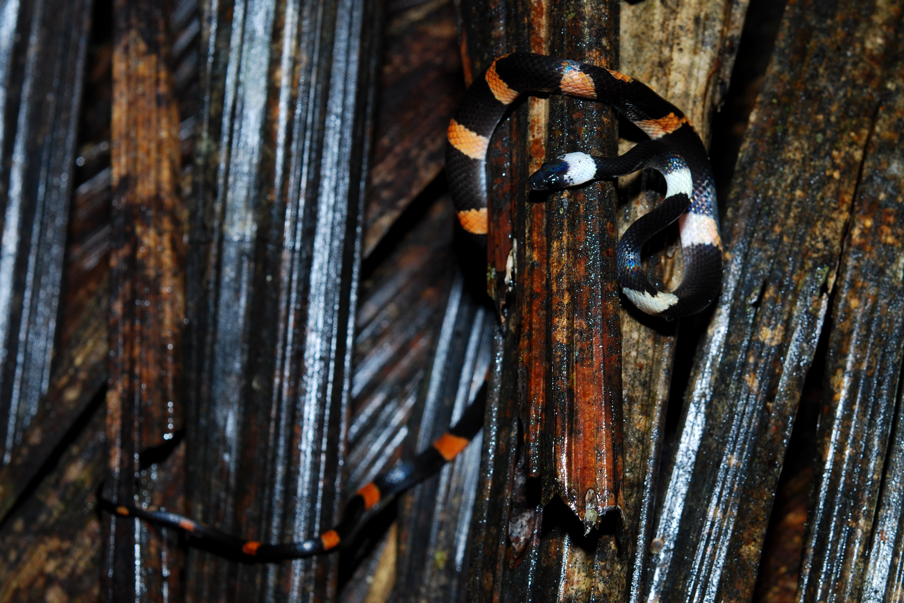 False Coral (Oxyrhopus petola) in Yasuni National Park, Ecuador
