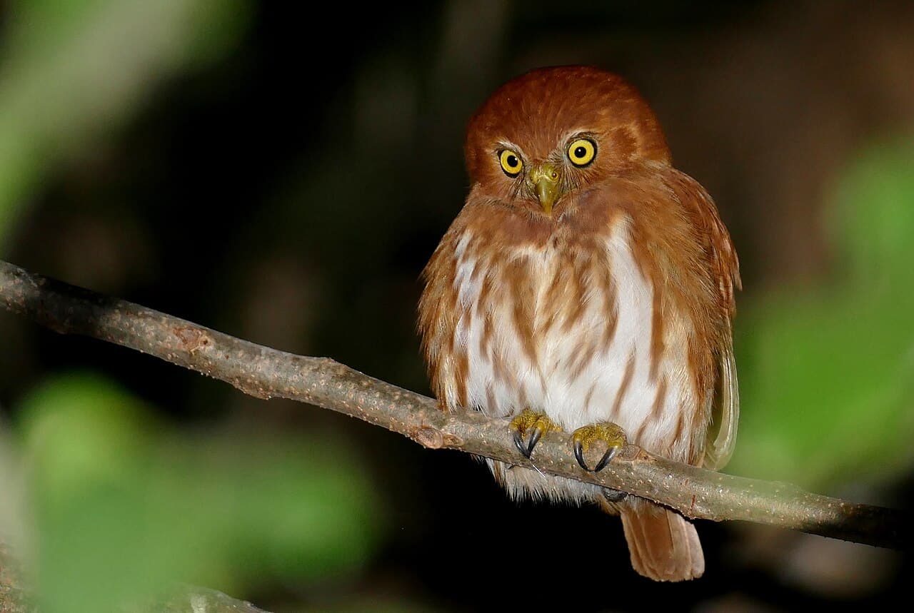 Ferruginous Pygmy Owl (Glaucidium brasilianum), Brazil