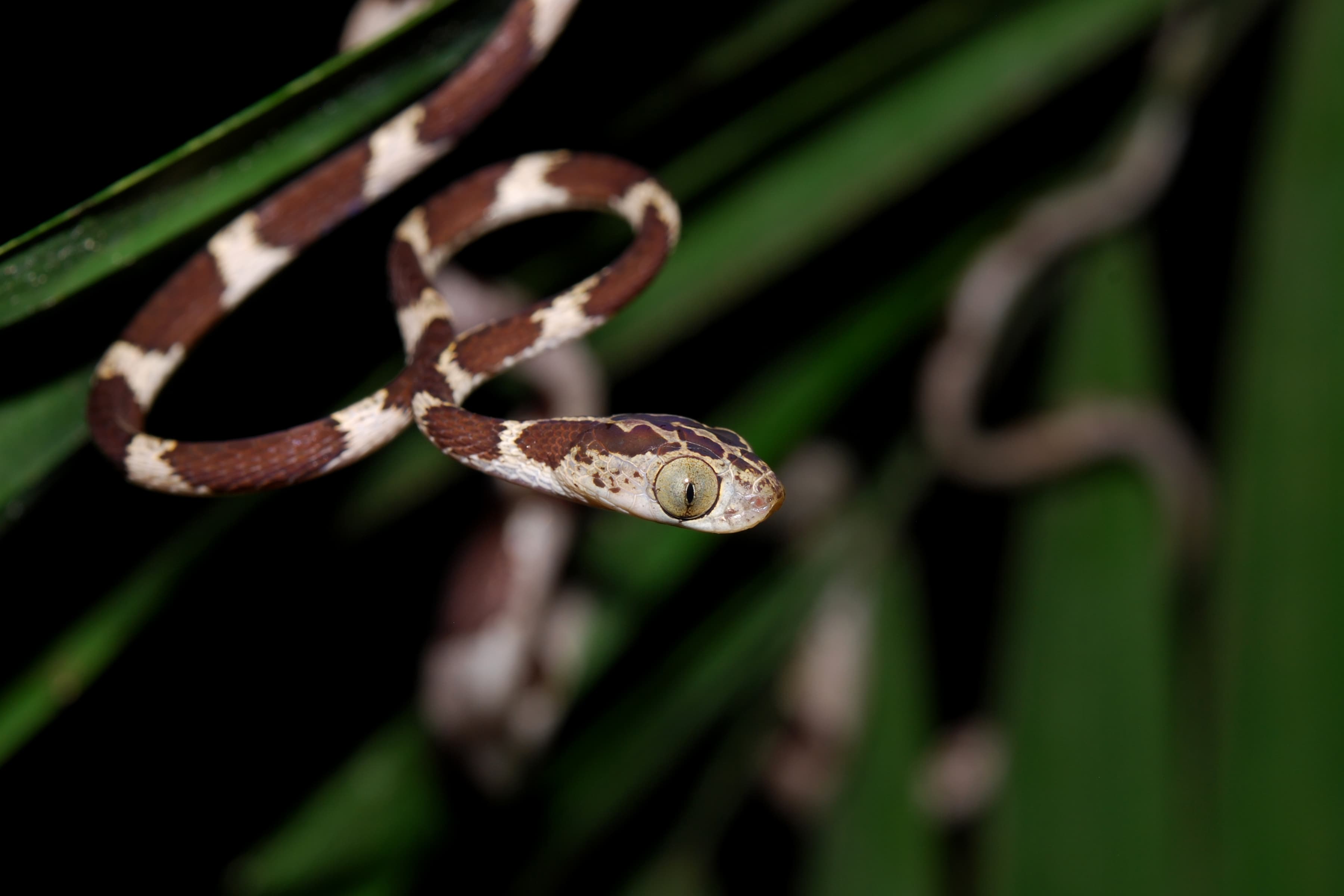 Fiddle-String Snake / Mapepire Corde Violon (Imantodes cenchoa) in Yasuni, Ecuador