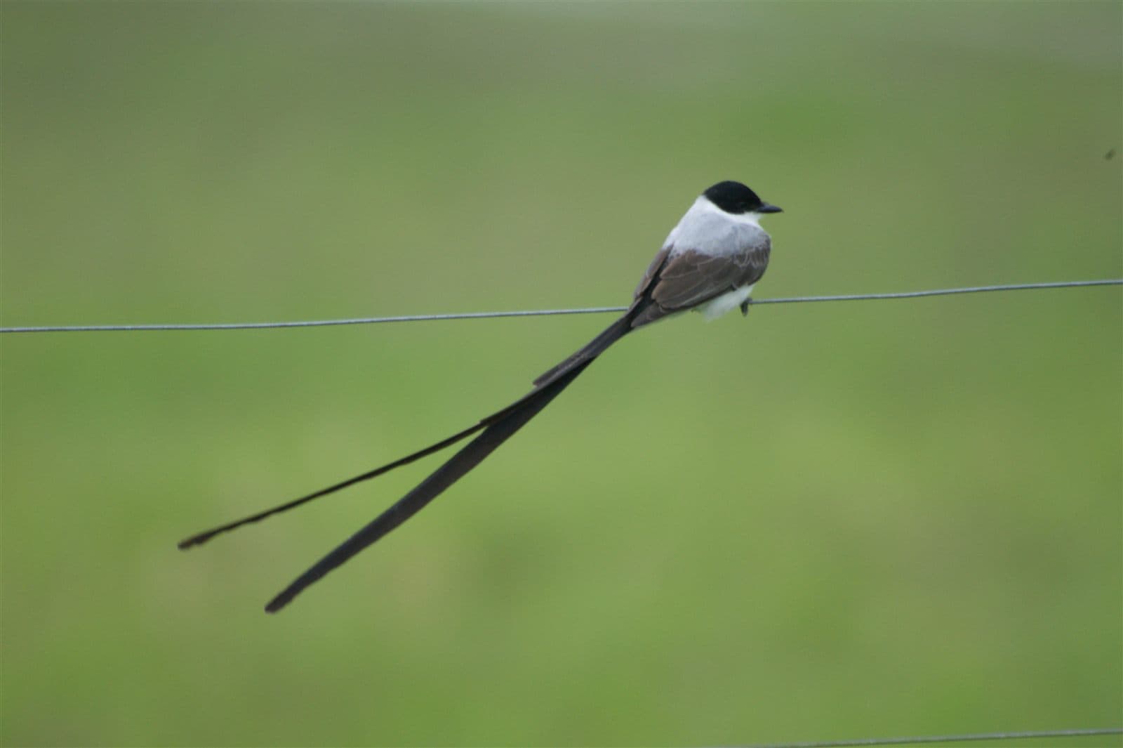 Fork-tailed Flycatcher (Tyrannus savana) perching on a wire, Colombia
