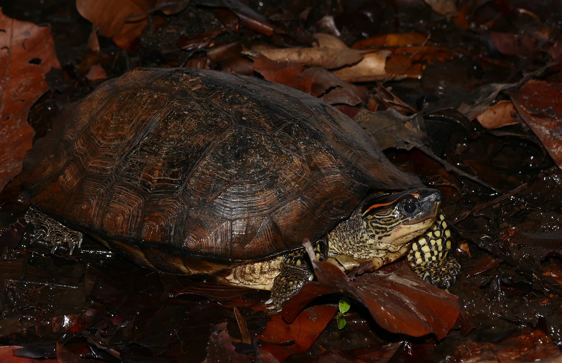 Galap river turtle (Rhinoclemmys punctularia) on the ground