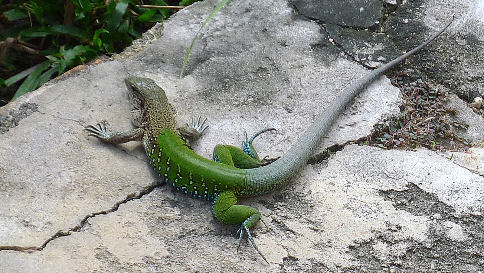 Giant Amevia (Ameiva ameiva) lizard portrait