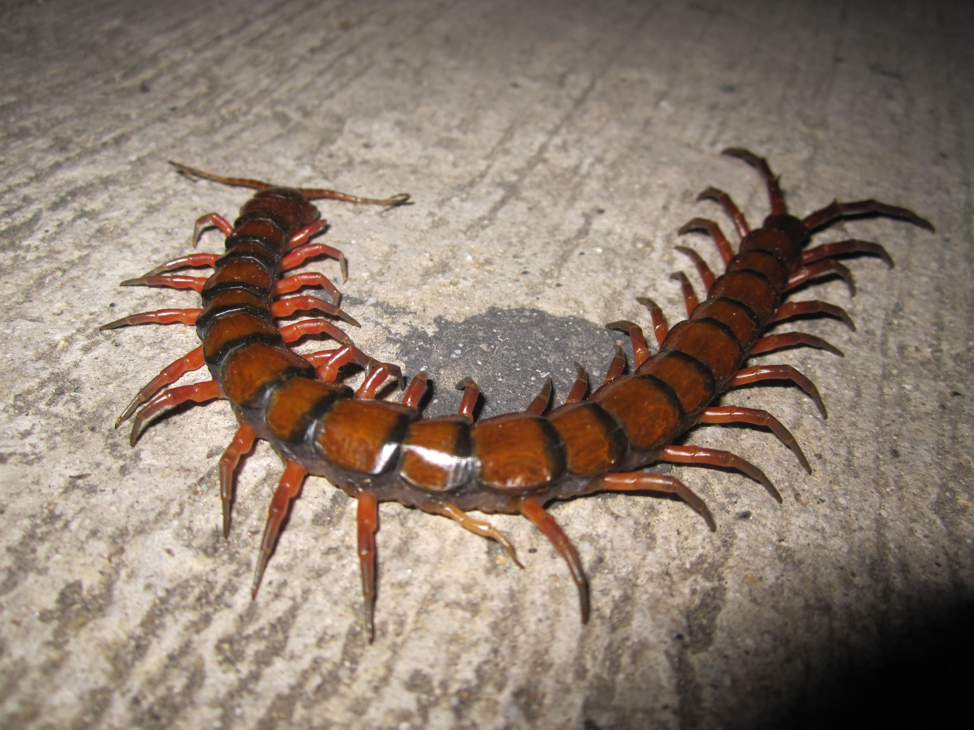 Giant Centipede (Scolopendra gigantea) in Vieques, Puerto Rico