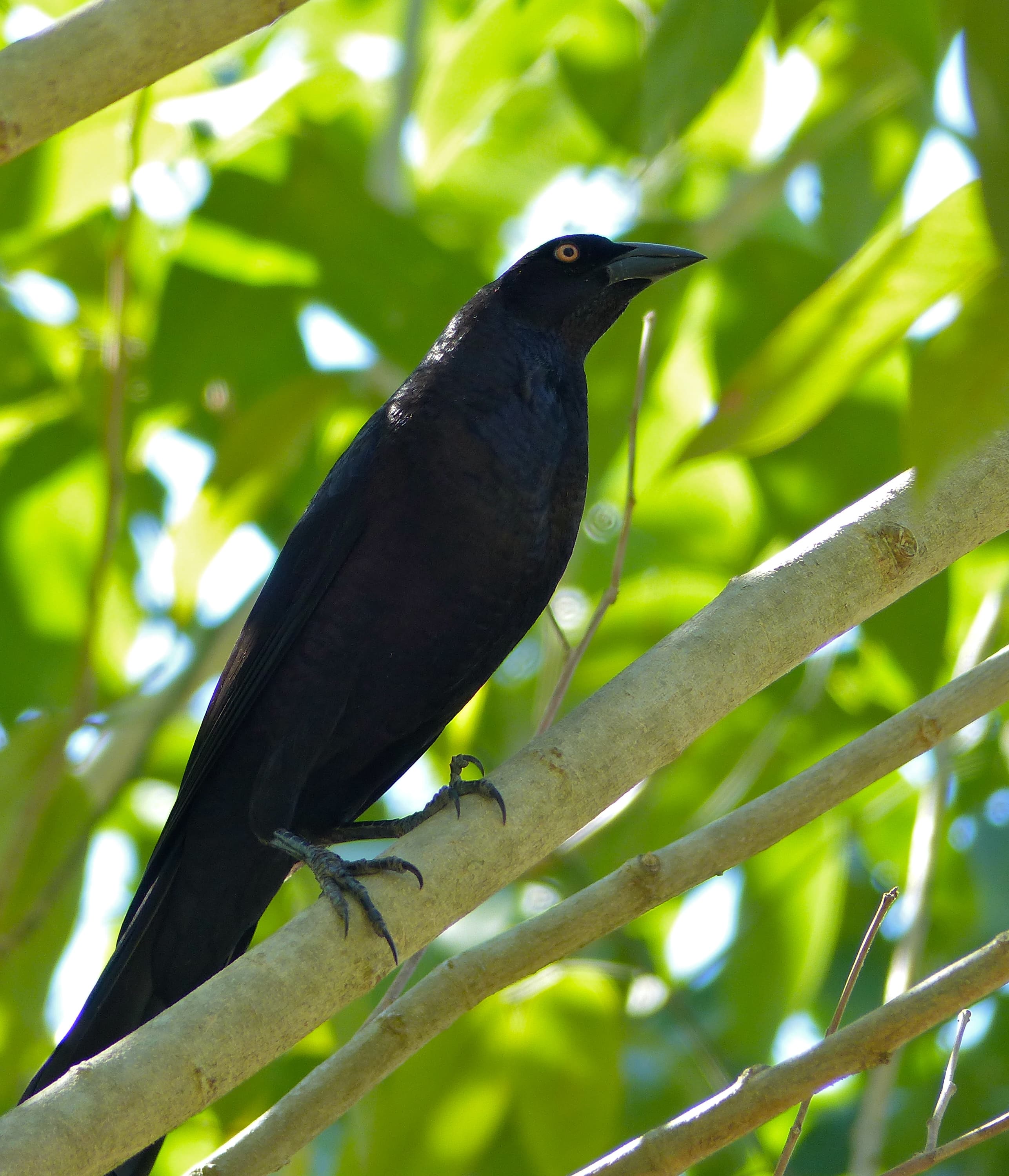 Giant Cowbird (Molothrus oryzivorus), Mato Grosso, Brazil