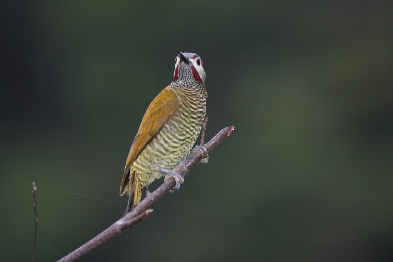 Golden-olive Woodpecker (Colaptes rubiginosus) perched on a branch