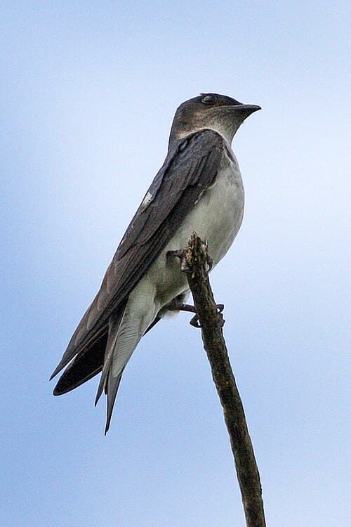 Grey-breasted Martin (Progne chalybea), Argentina