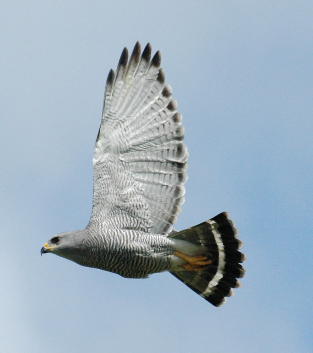 Gray Hawk (Buteo plagiatus) in flight, Belize