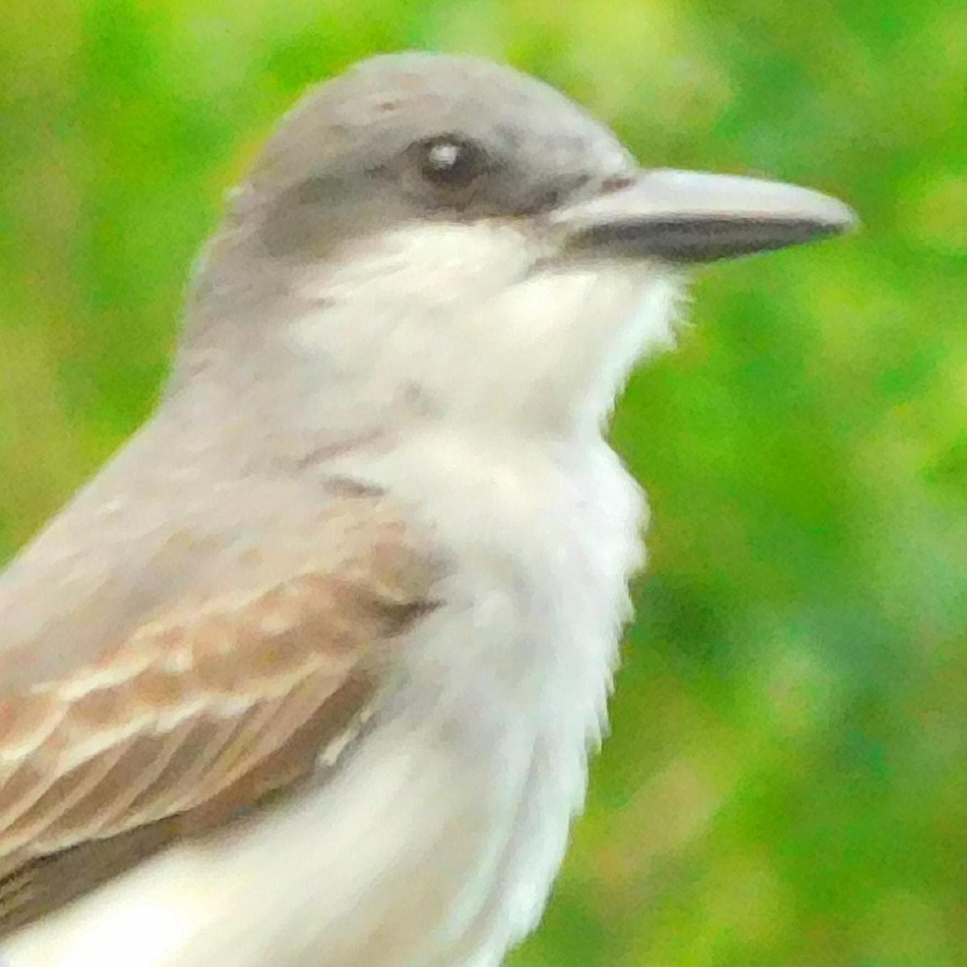 Gray Kingbird (Tyrannus dominicensis)