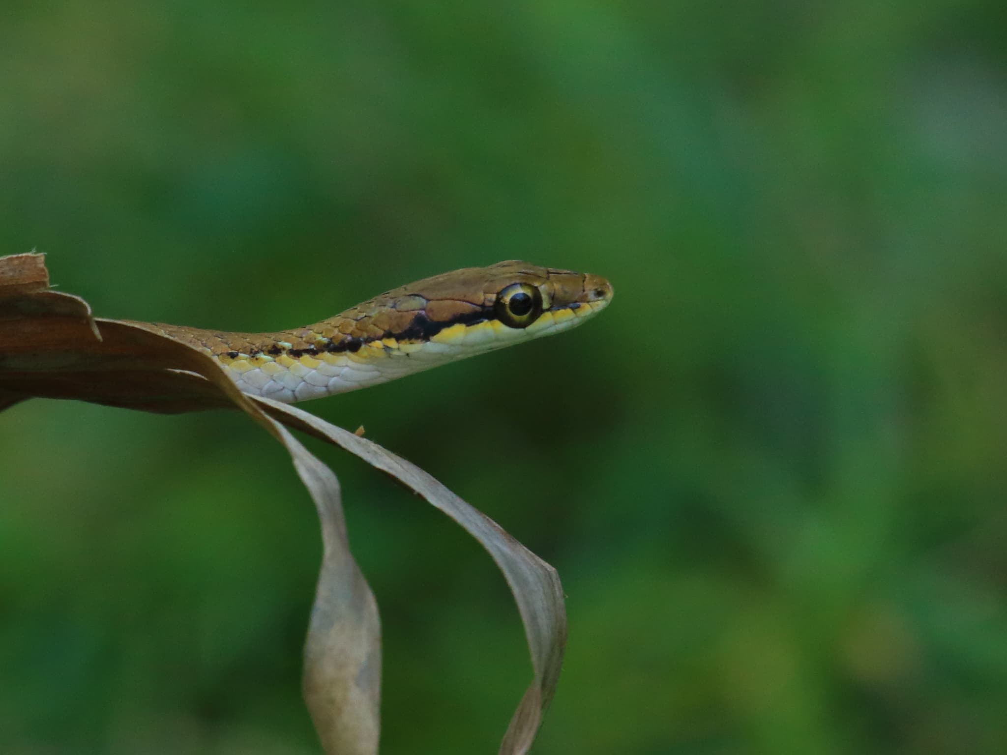 Gray Lora (Leptophis stimsoni) endemic to Trinidad