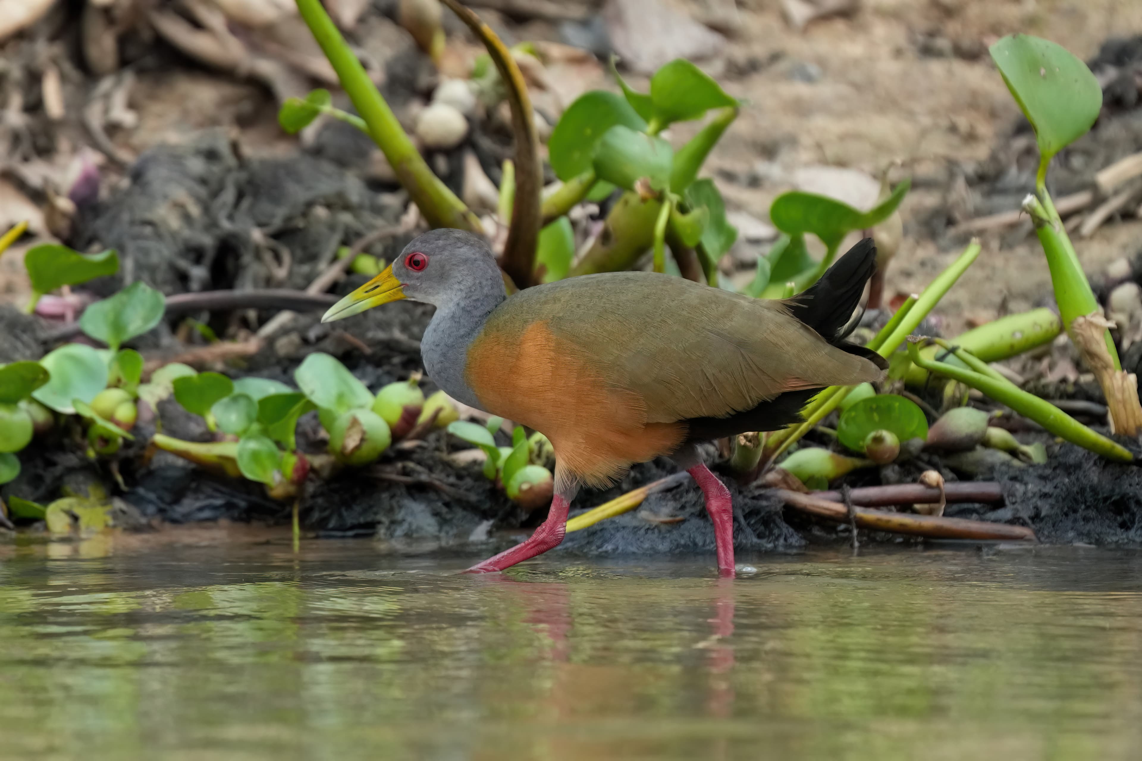 Grey-necked Wood Rail (Aramides cajaneus), Encontro das Águas, Brazil