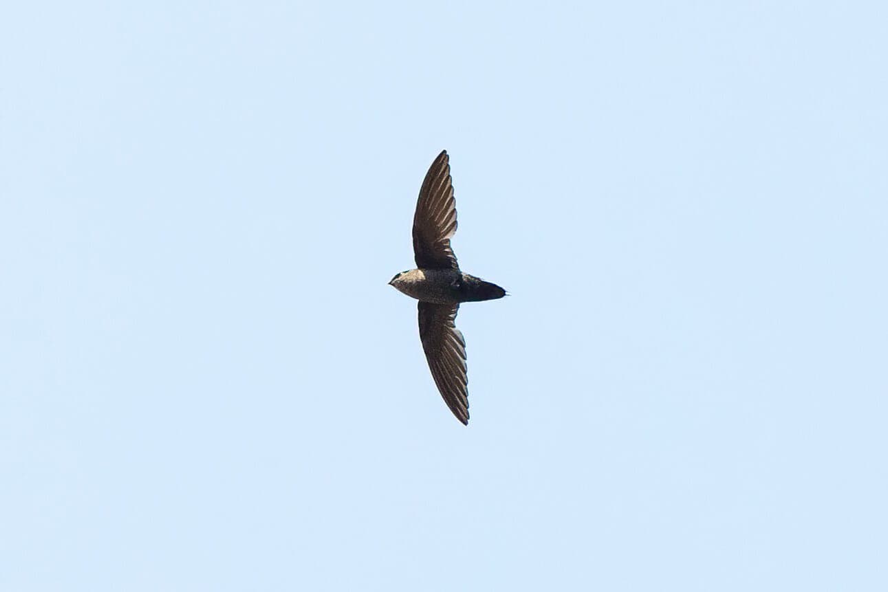 Gray-rumped Swift in flight showing its pale rump band