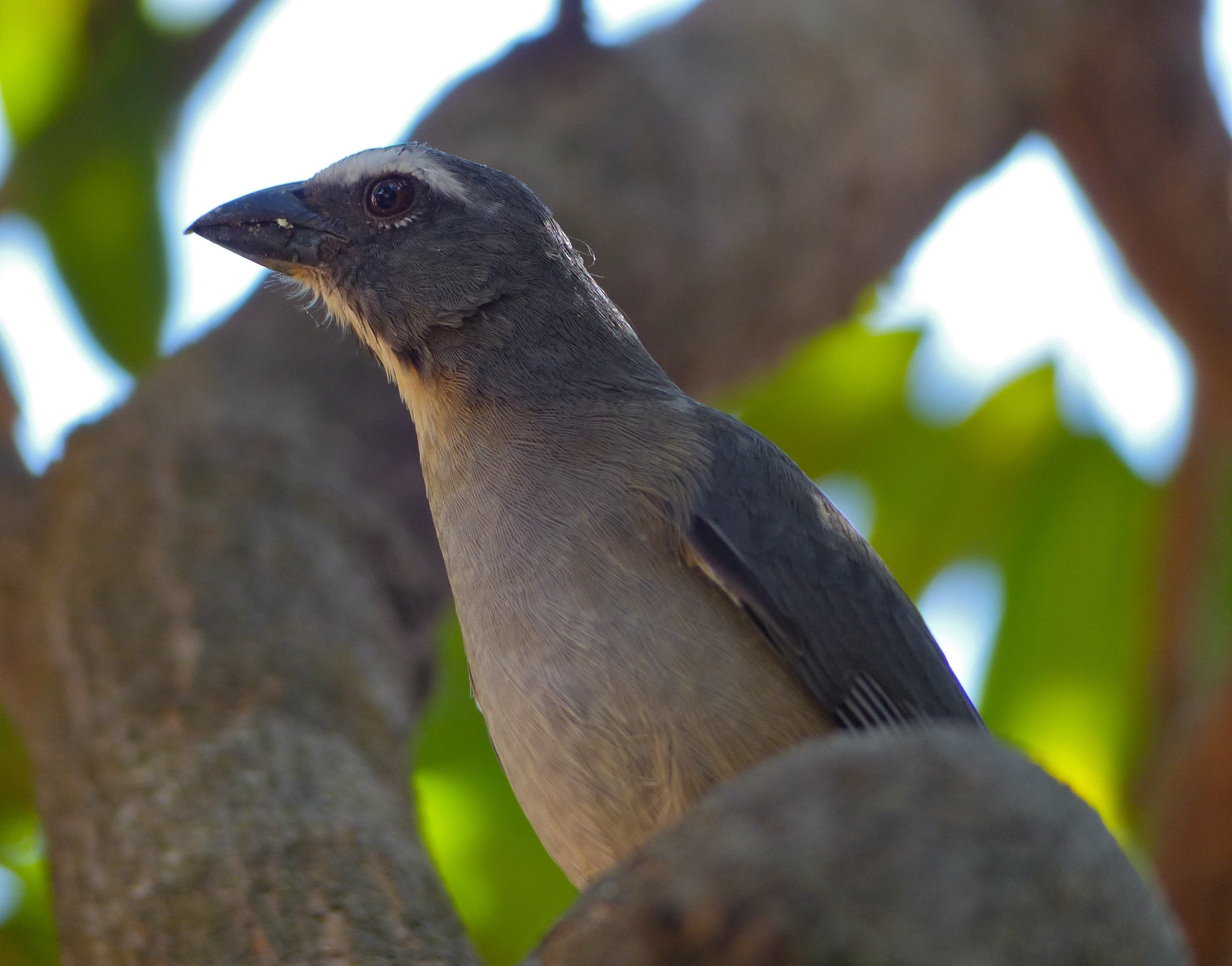 Grayish Saltator (Saltator coerulescens), Mato Grosso, Brazil