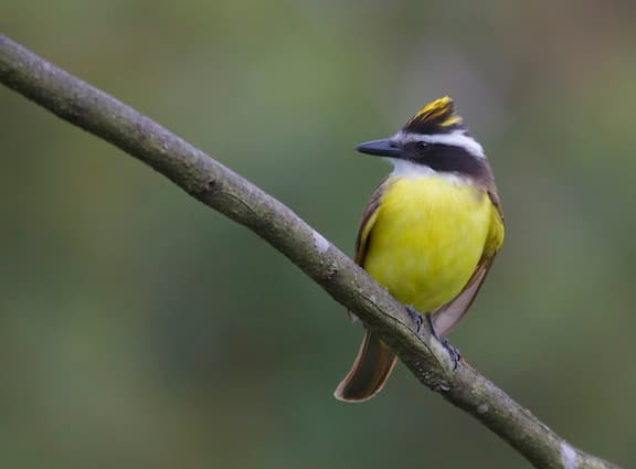 Great Kiskadee (Pitangus sulphuratus) at the Asa Wright Nature Centre veranda, Trinidad
