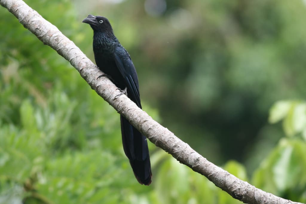 Greater Ani (Crotophaga major) perched on a branch