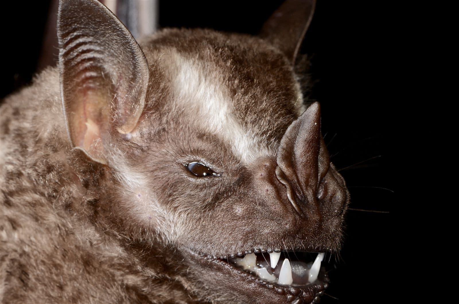 Great fruit-eating bat (Artibeus lituratus)