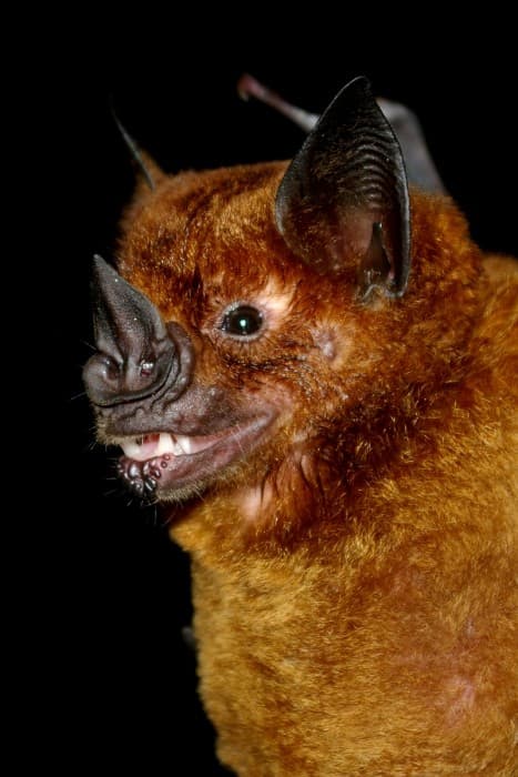 Greater spear-nosed bat (Phyllostomus hastatus), La Selva, Costa Rica