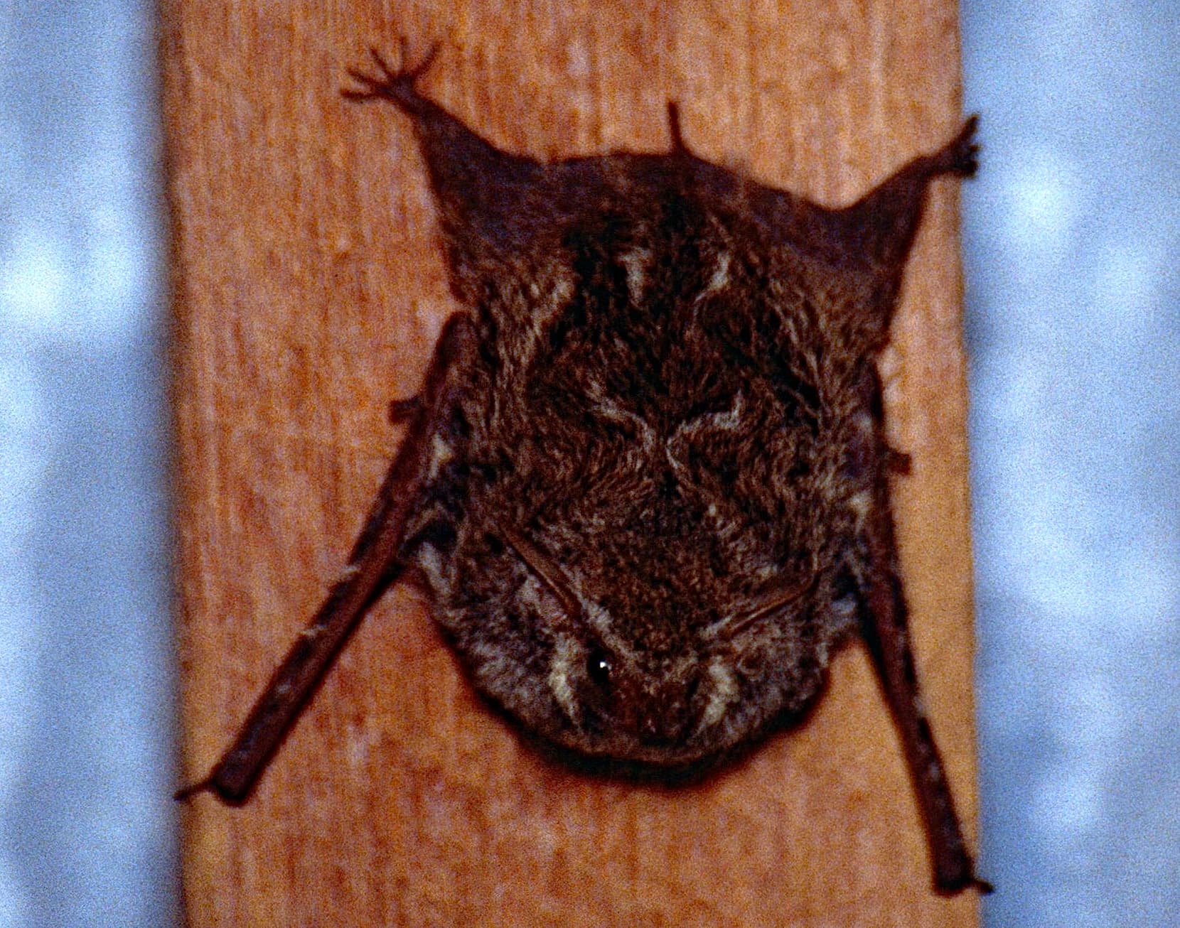 Greater White-lined Bat (Saccopteryx bilineata), French Guiana