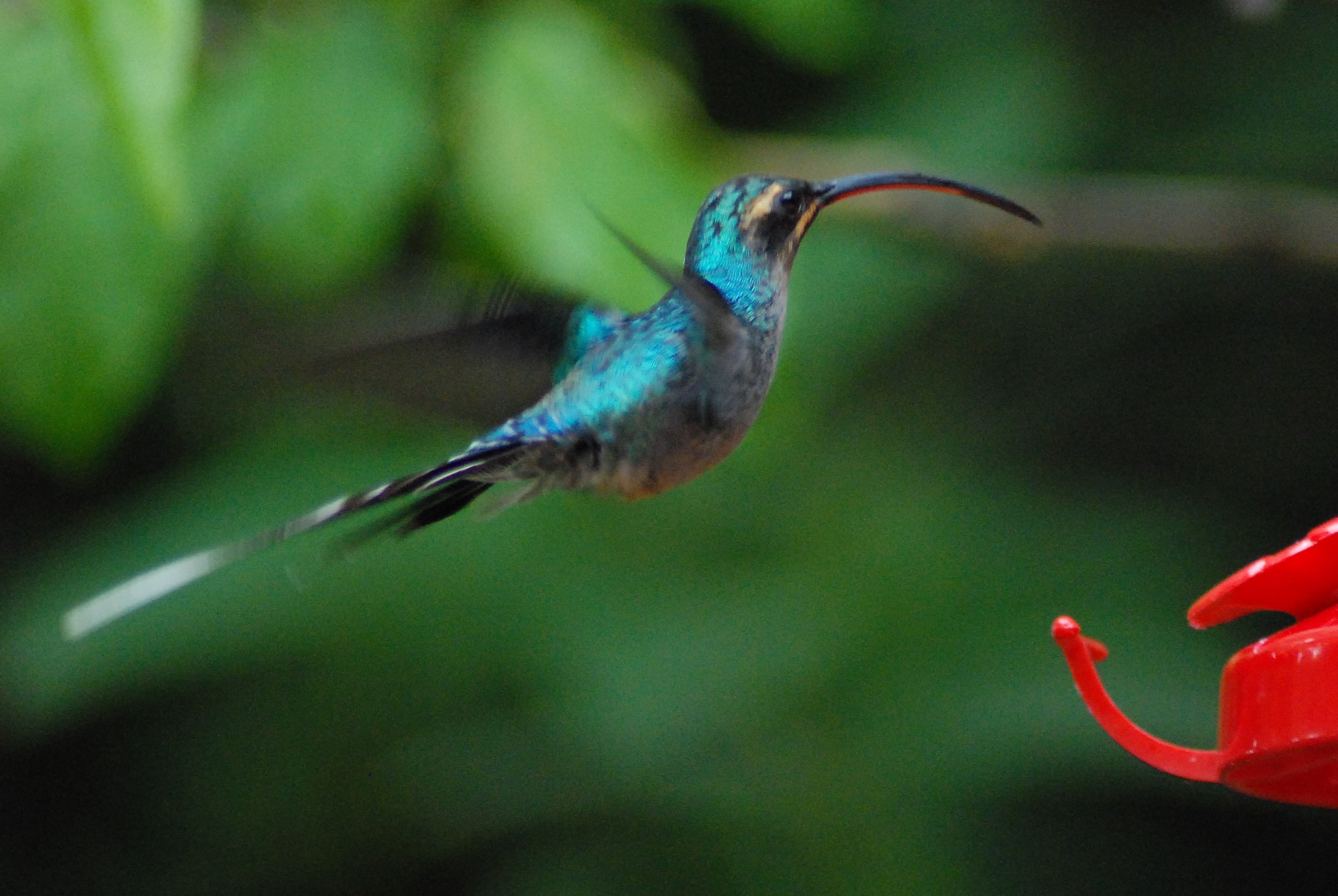 Green Hermit (Phaethornis guy) hummingbird