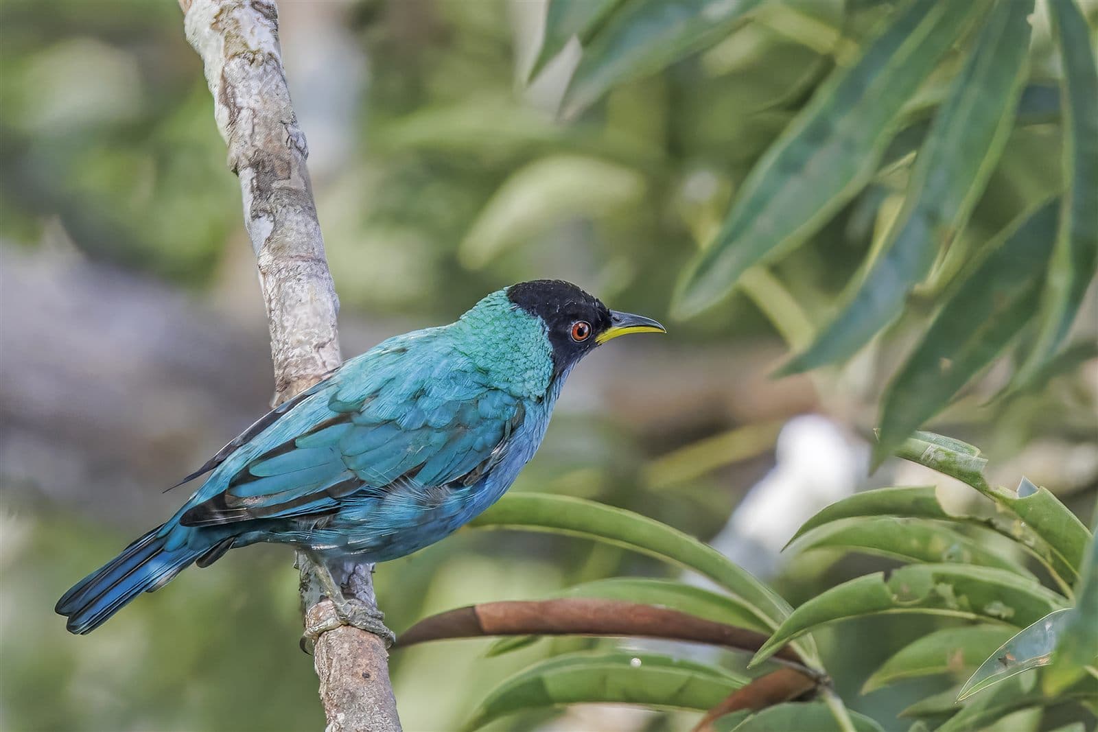 Male Green Honeycreeper (Chlorophanes spiza), Rio Napo