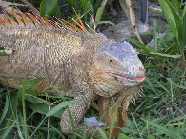Wild Green Iguana (Iguana iguana) in Costa Rica