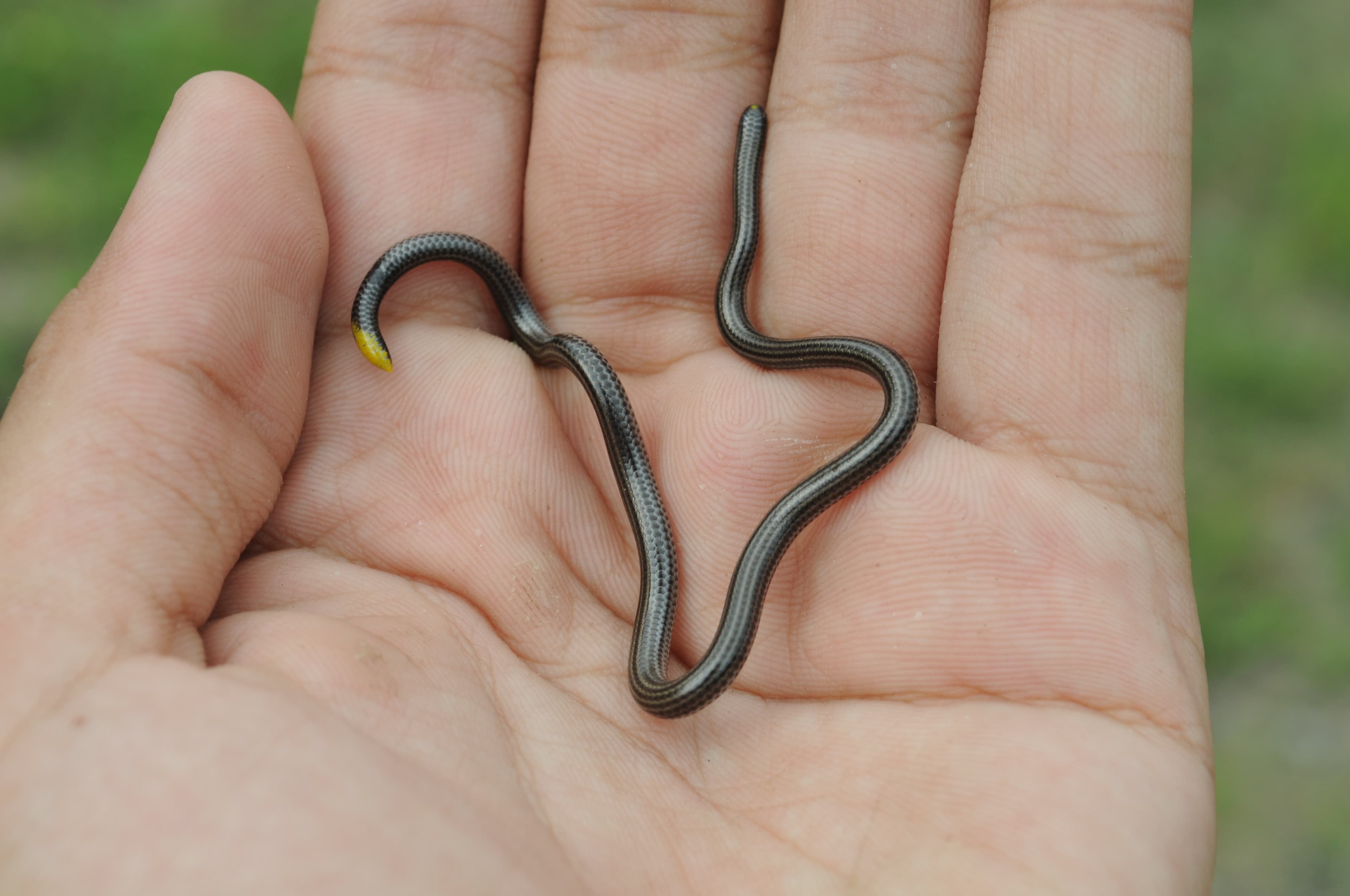 Ground Puppy / Blind Snake (Leptotyphlops albifrons) - representative blindsnake
