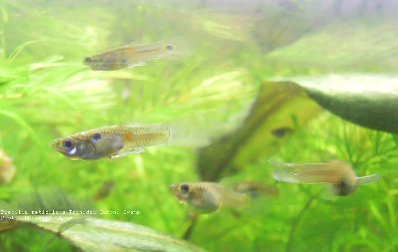 Wild guppy (Poecilia reticulata) pair in Caroni Swamp, Trinidad