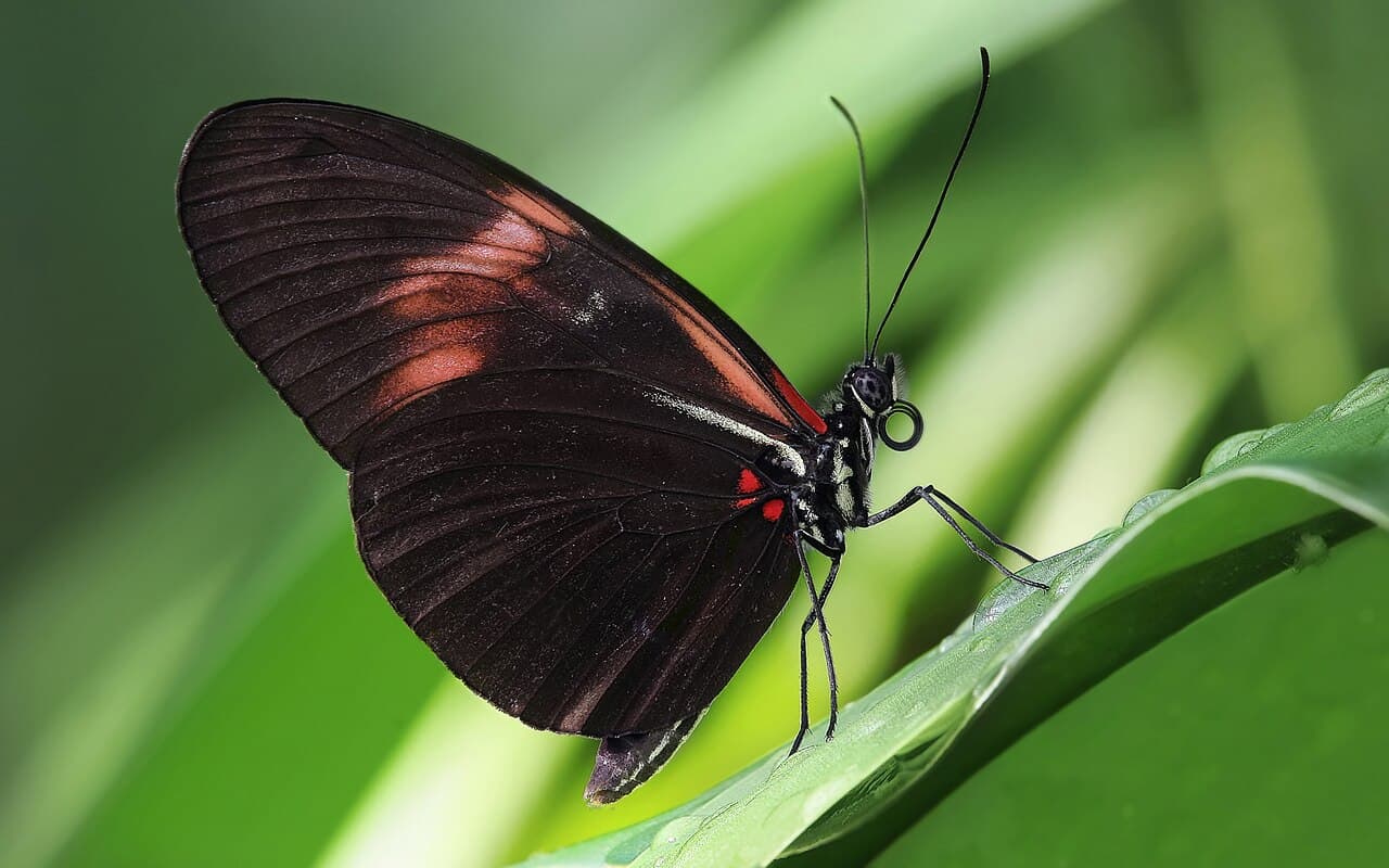 Heliconius melpomene butterfly