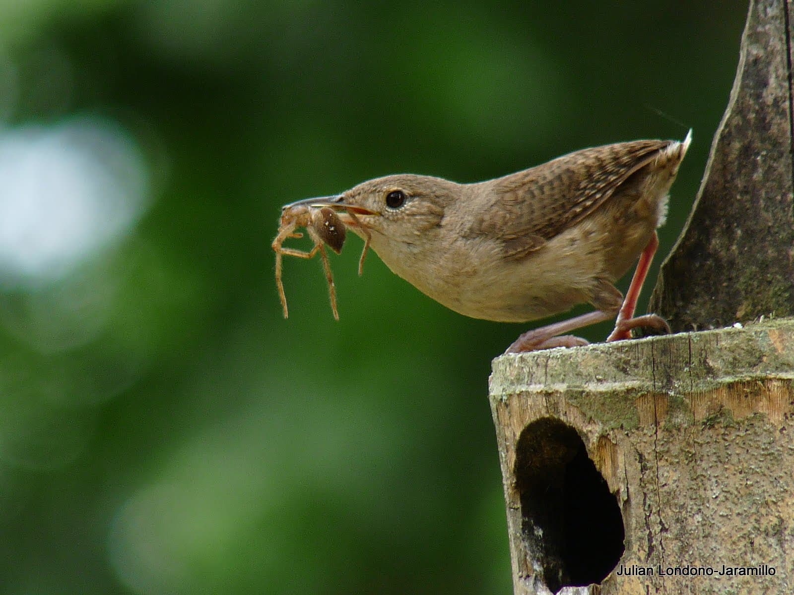House Wren (Troglodytes aedon) perched on a branch