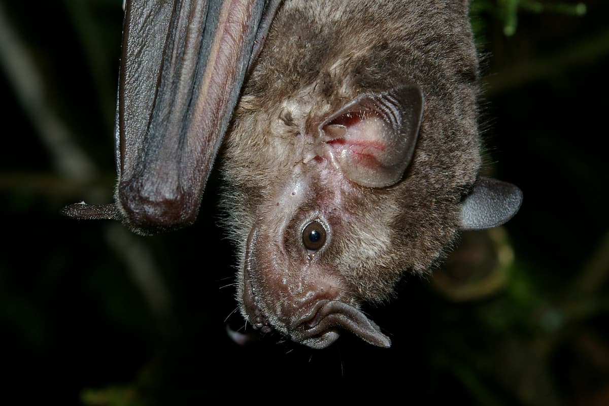 Jamaican Fruit-eating Bat (Artibeus jamaicensis) head portrait