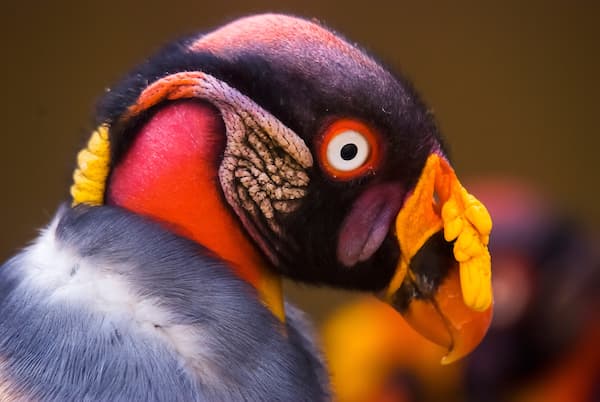 King Vulture (Sarcoramphus papa) portrait