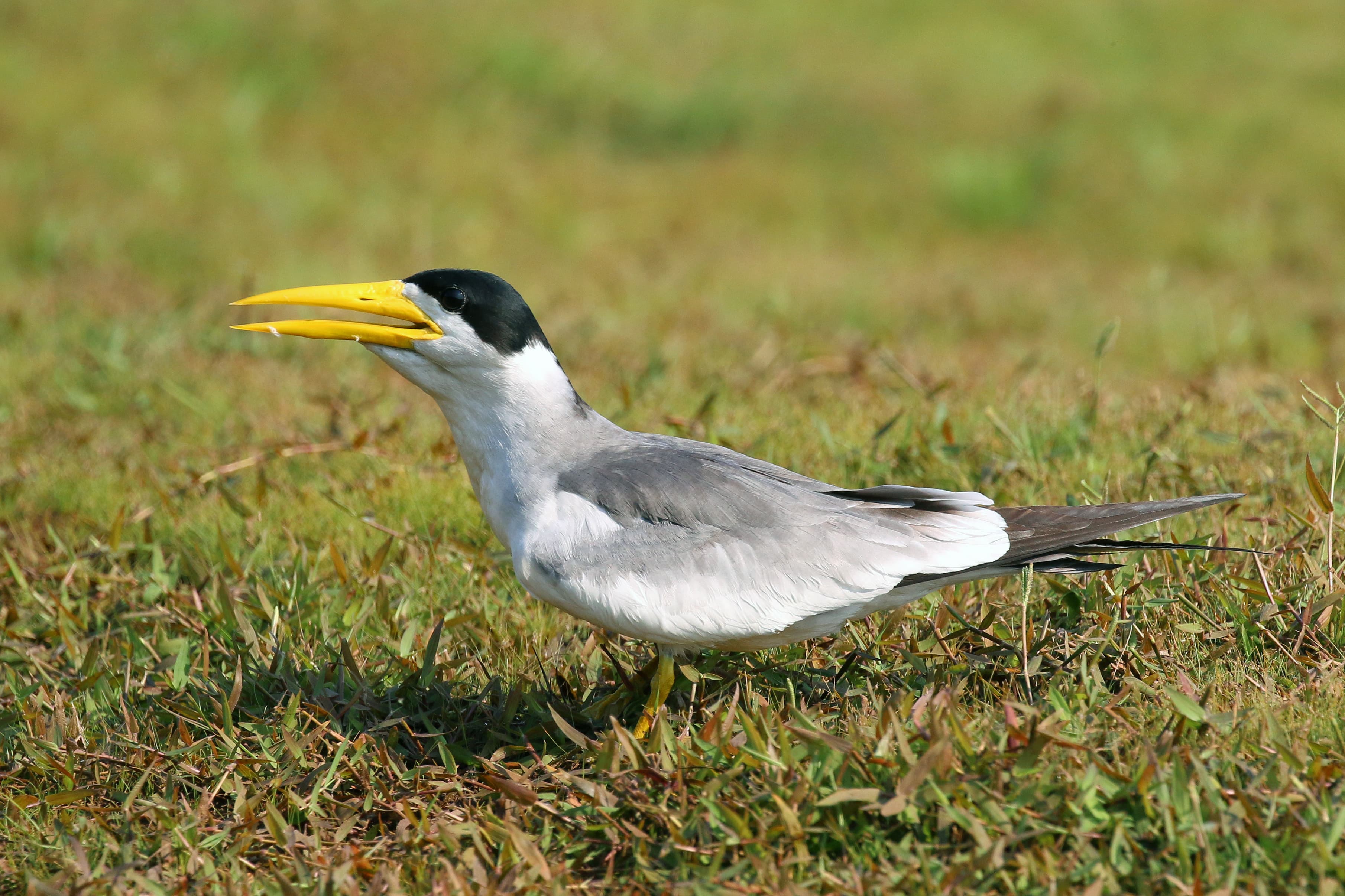 Large-billed Tern (Phaetusa simplex), Pantanal, Brazil
