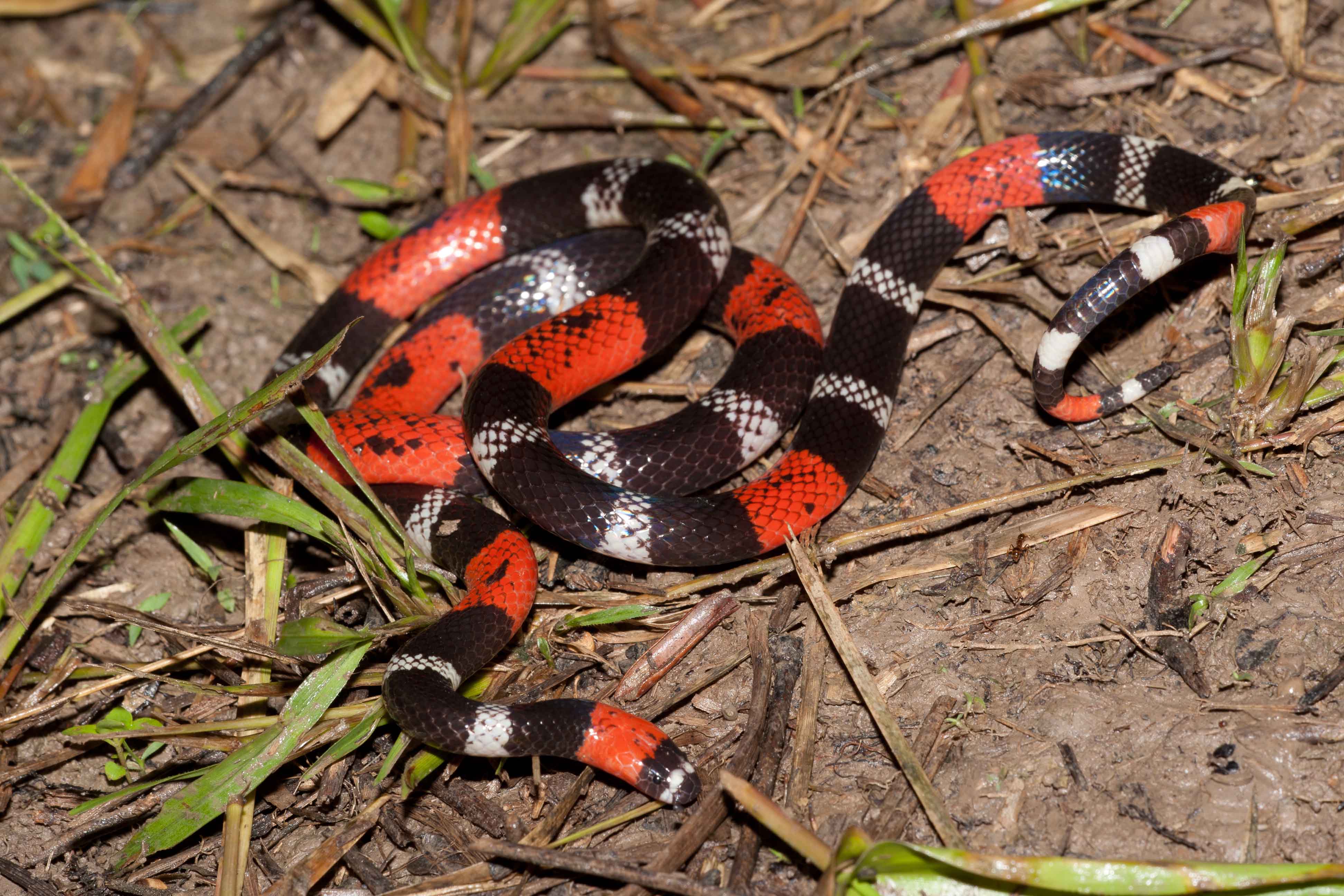 Large Coral Snake (Micrurus lemniscatus) portrait