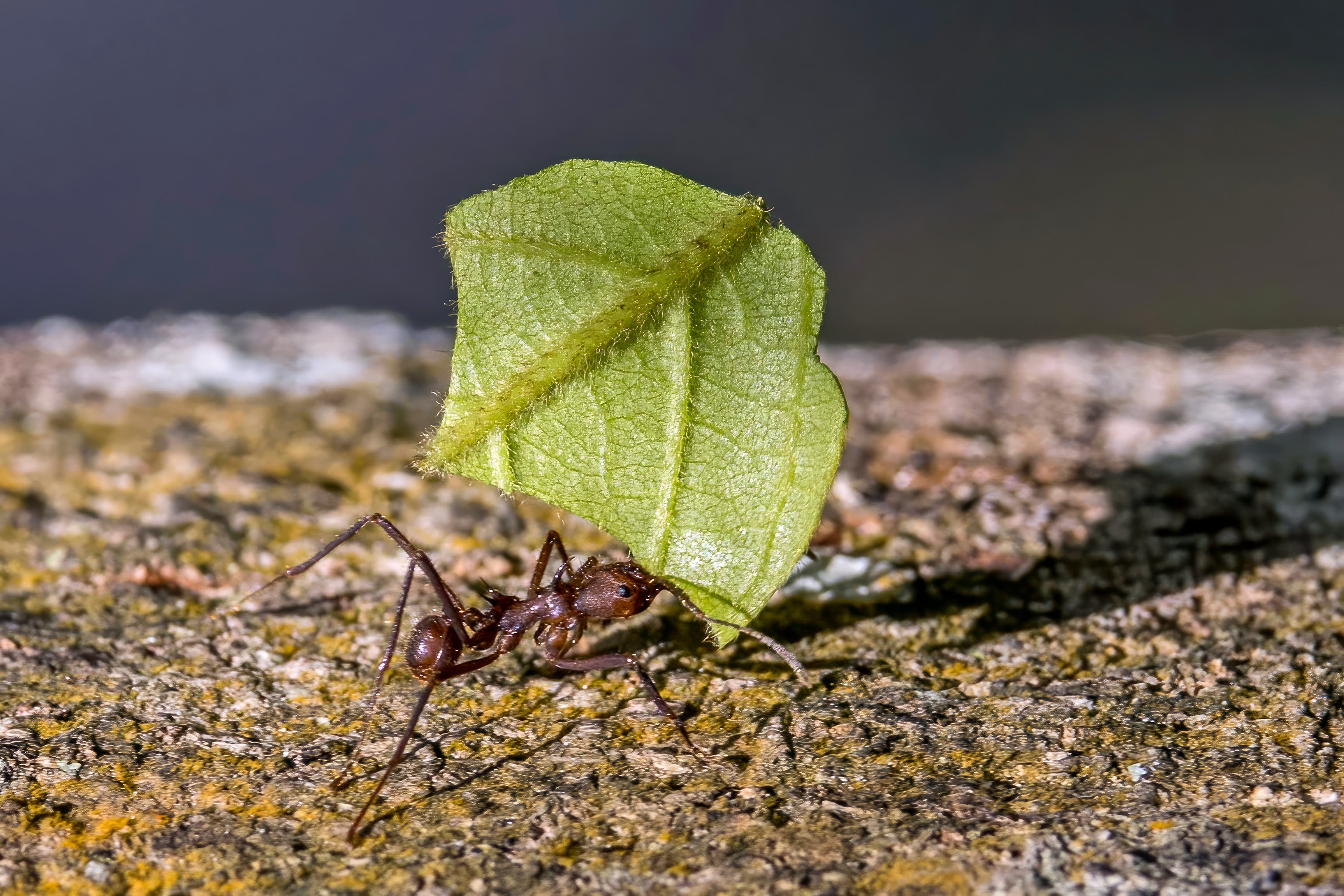 Leaf-cutter Ant (Atta cephalotes), Belize