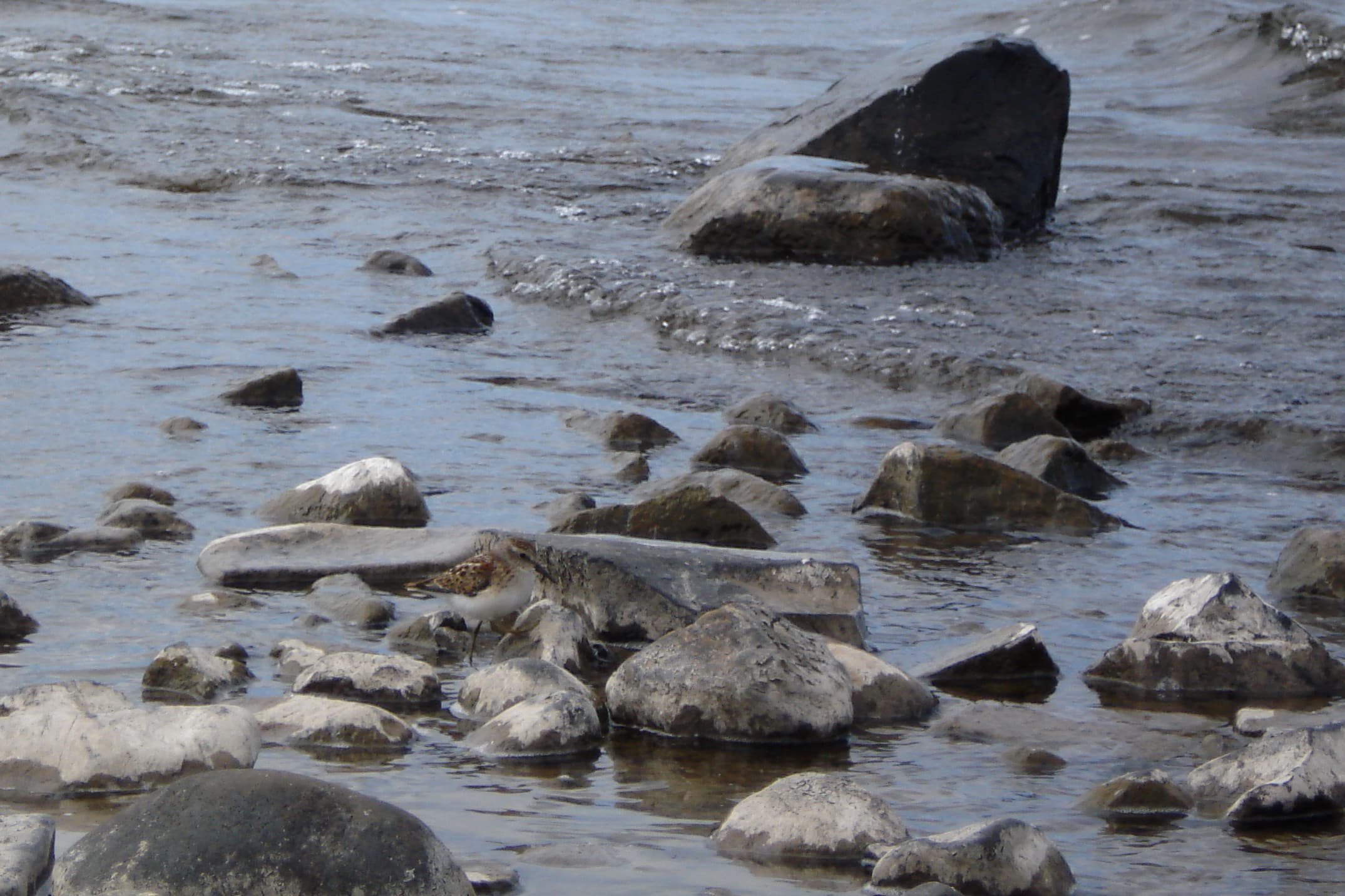 Least Sandpiper (Calidris minutilla), Thunder Bay, Ontario, Canada