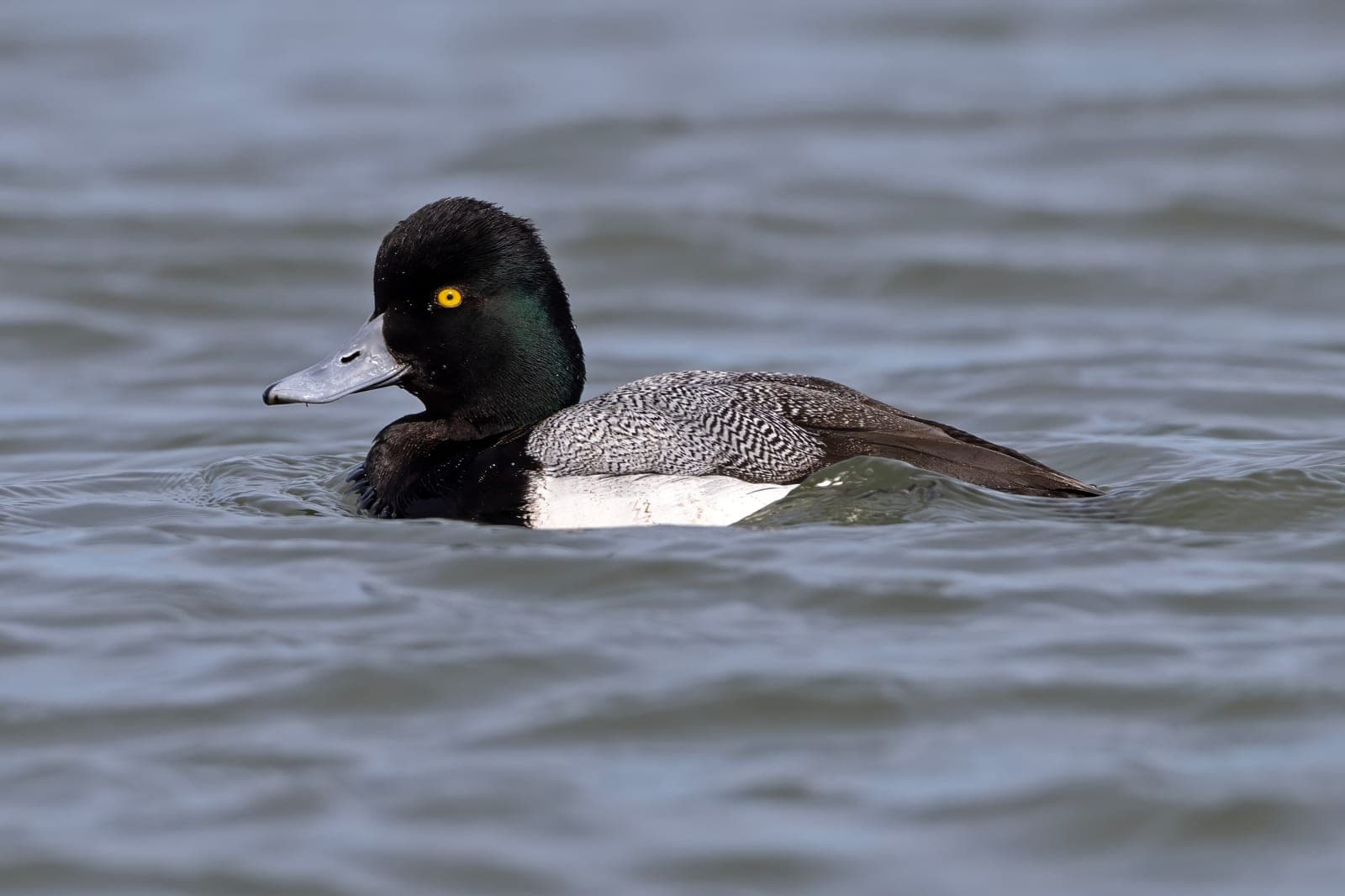 Male Lesser Scaup drake swimming