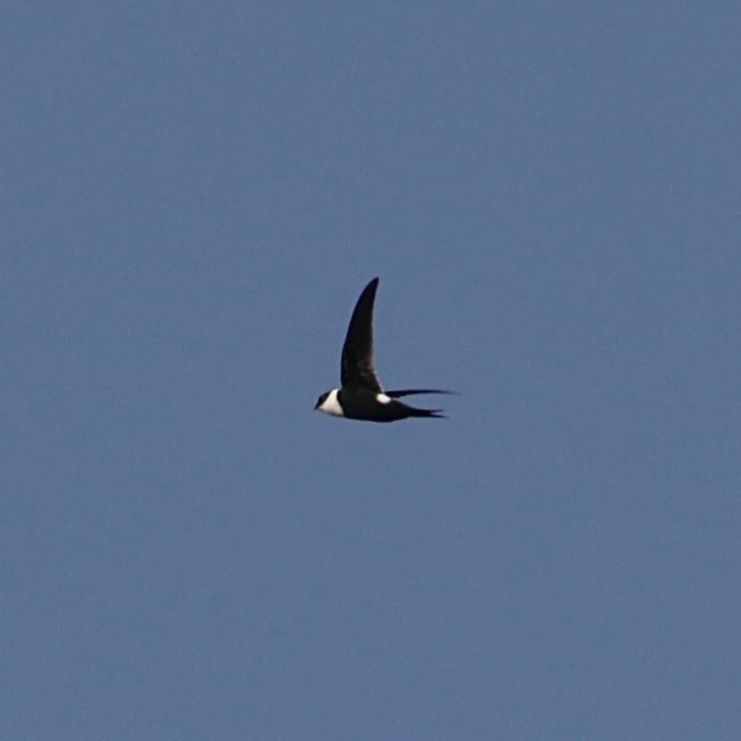 Lesser Swallow-tailed Swift in flight showing its white throat
