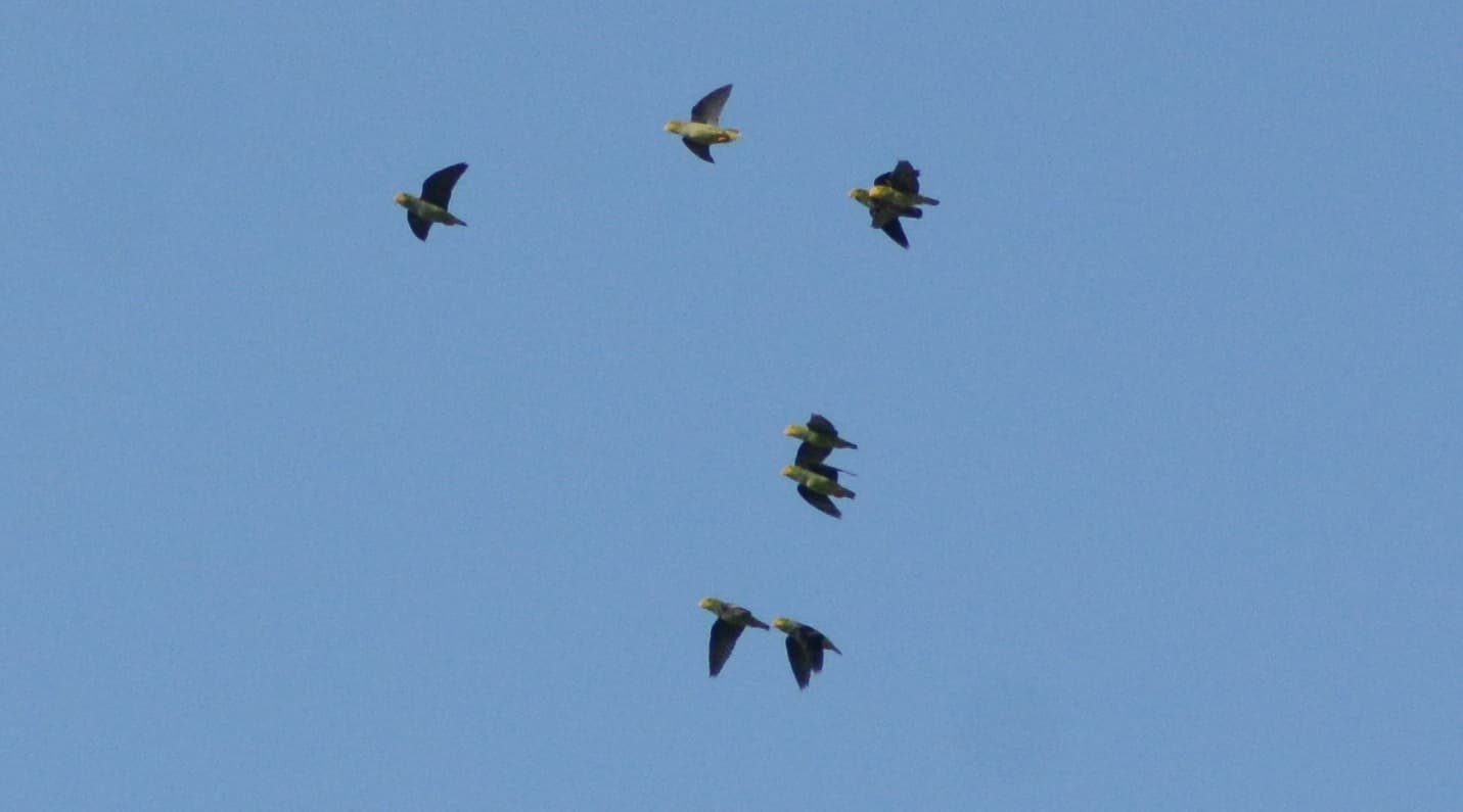 Lilac-tailed Parrotlet (Touit batavicus), St Augustine, Trinidad