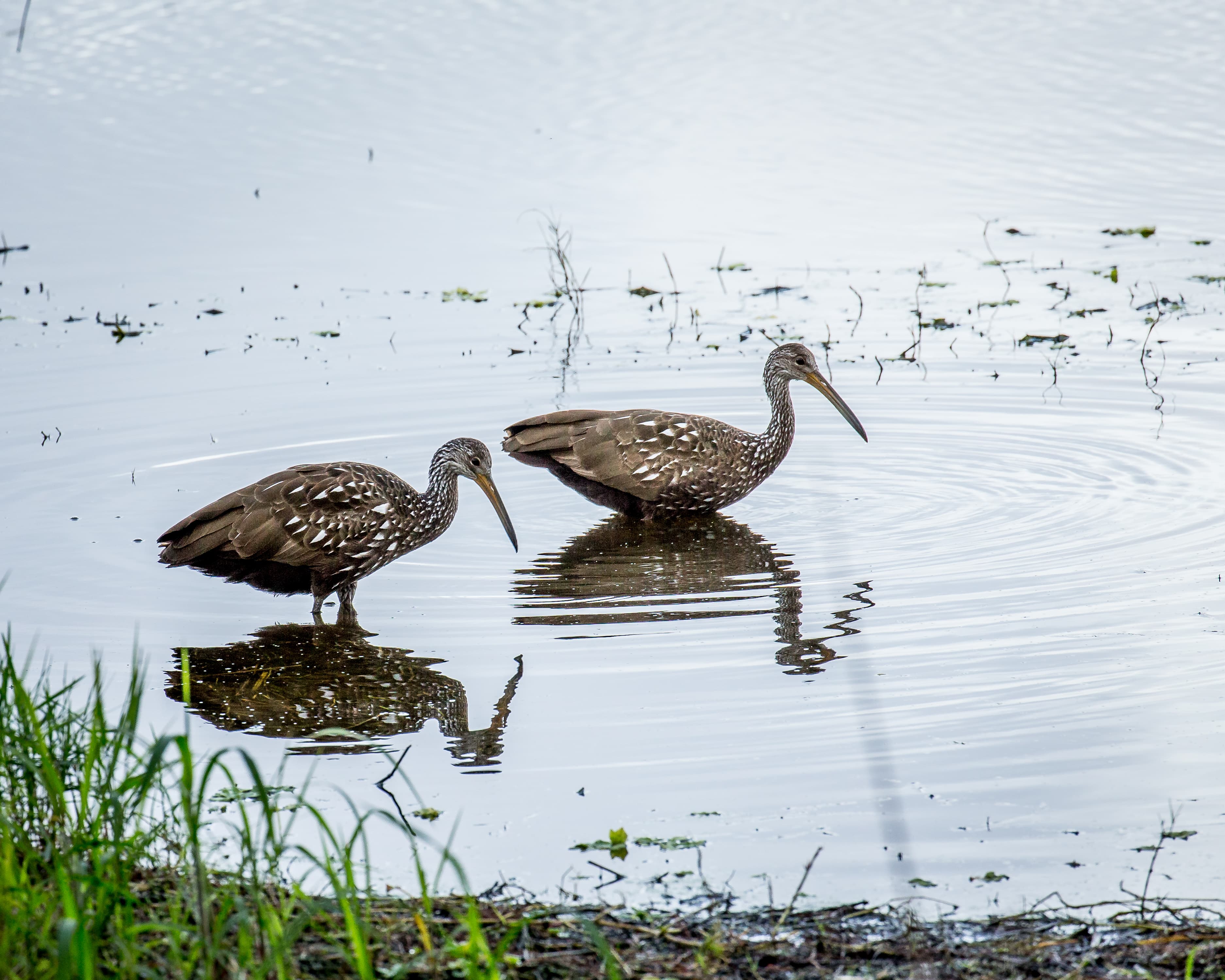 Limpkin (Aramus guarauna) pair in wetland habitat