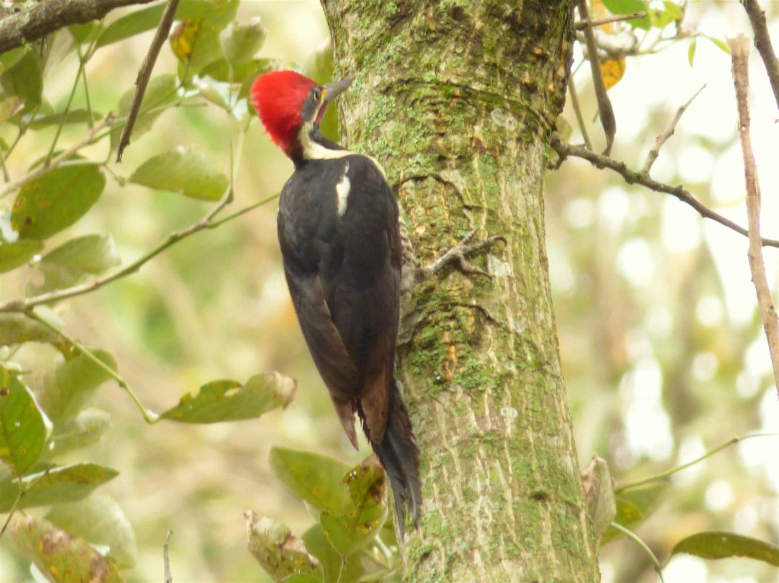 Lineated Woodpecker (Dryocopus lineatus) perched on a branch