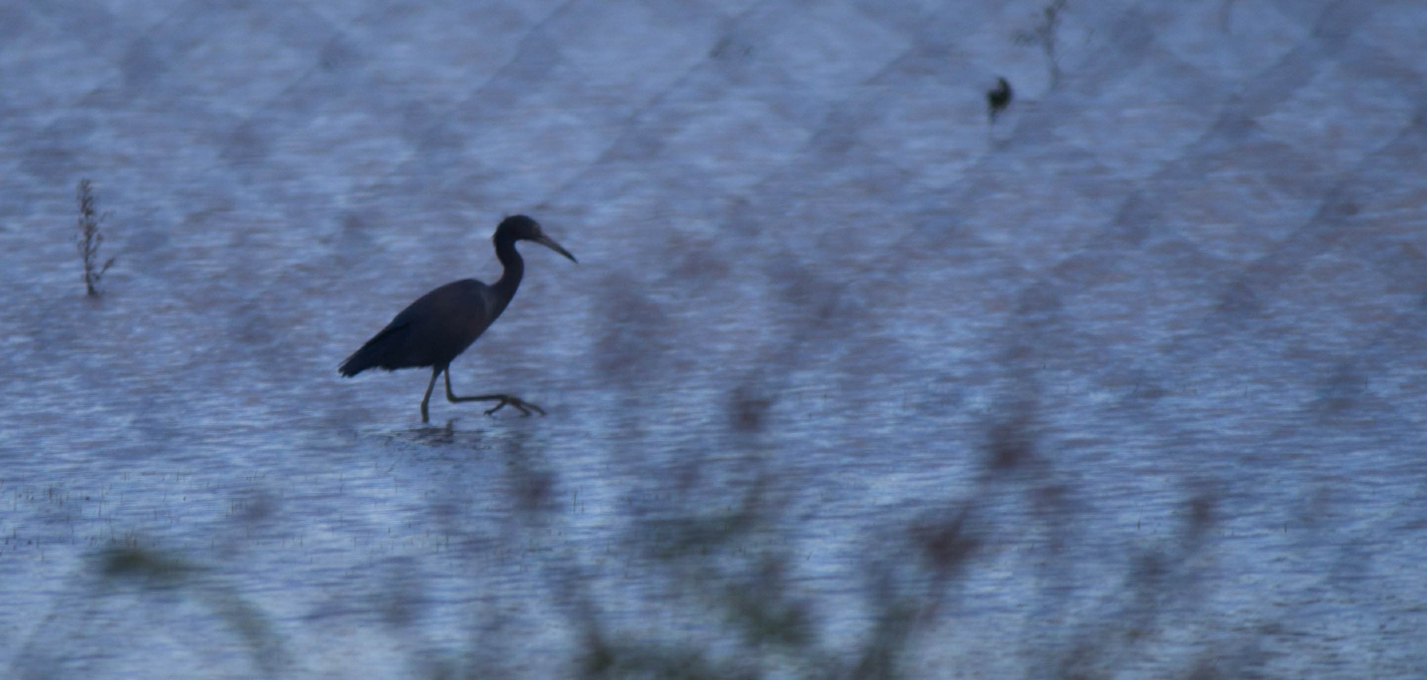 Little Blue Heron (Egretta caerulea) adult in breeding plumage, Brazil
