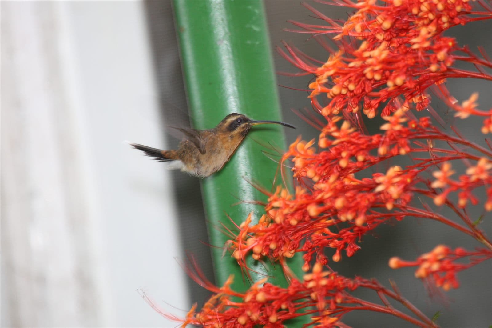 Little Hermit (Phaethornis longuemareus), Trinidad