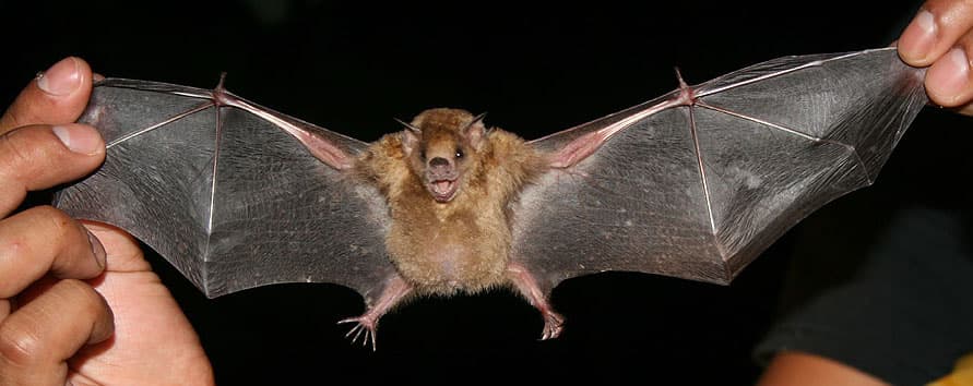 Little Yellow-shouldered Bat (Sturnira lilium), Los Tuxtlas, Mexico