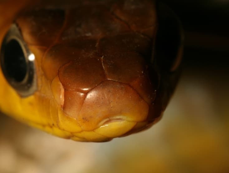 Long-tailed Machete Savane (Chironius multiventris) headshot