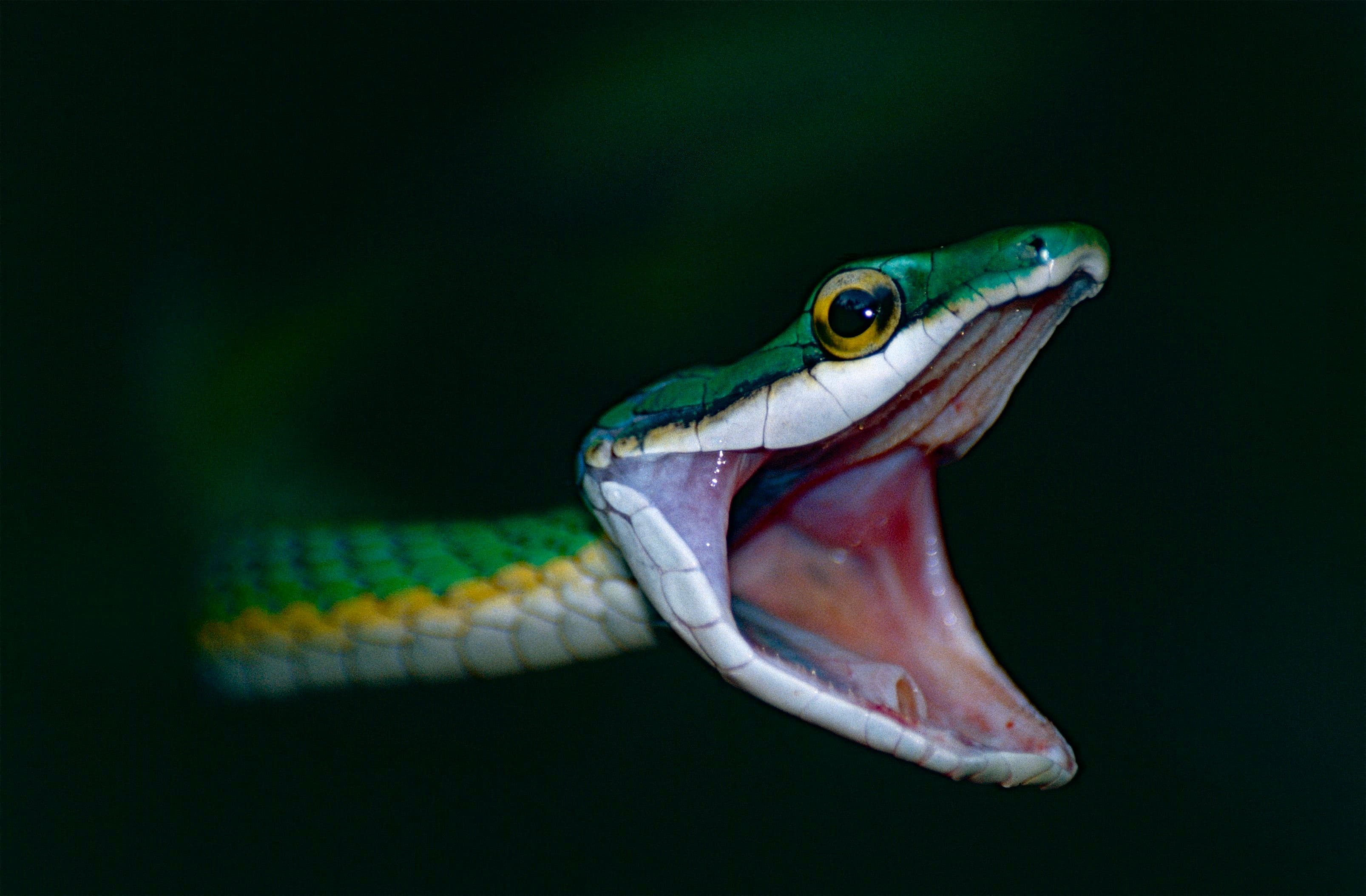 Lora / Parrot Snake (Leptophis ahaetulla) close-up portrait