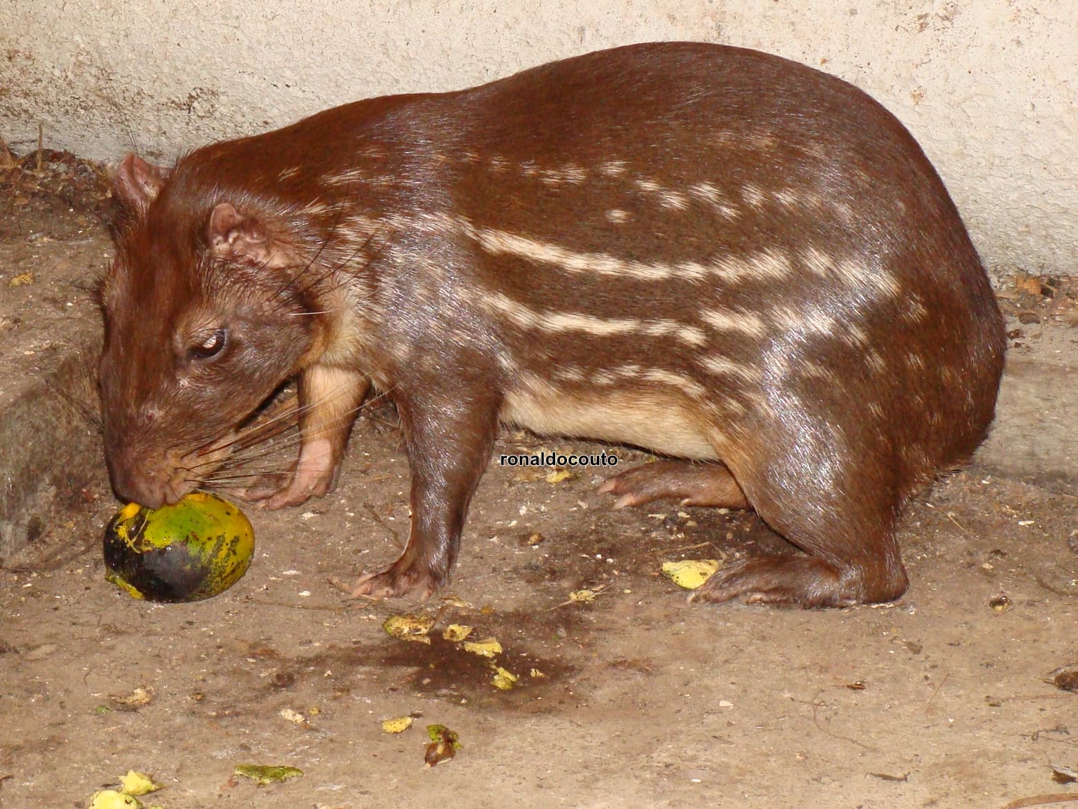 Lowland Paca (Lappe, Cuniculus paca) portrait