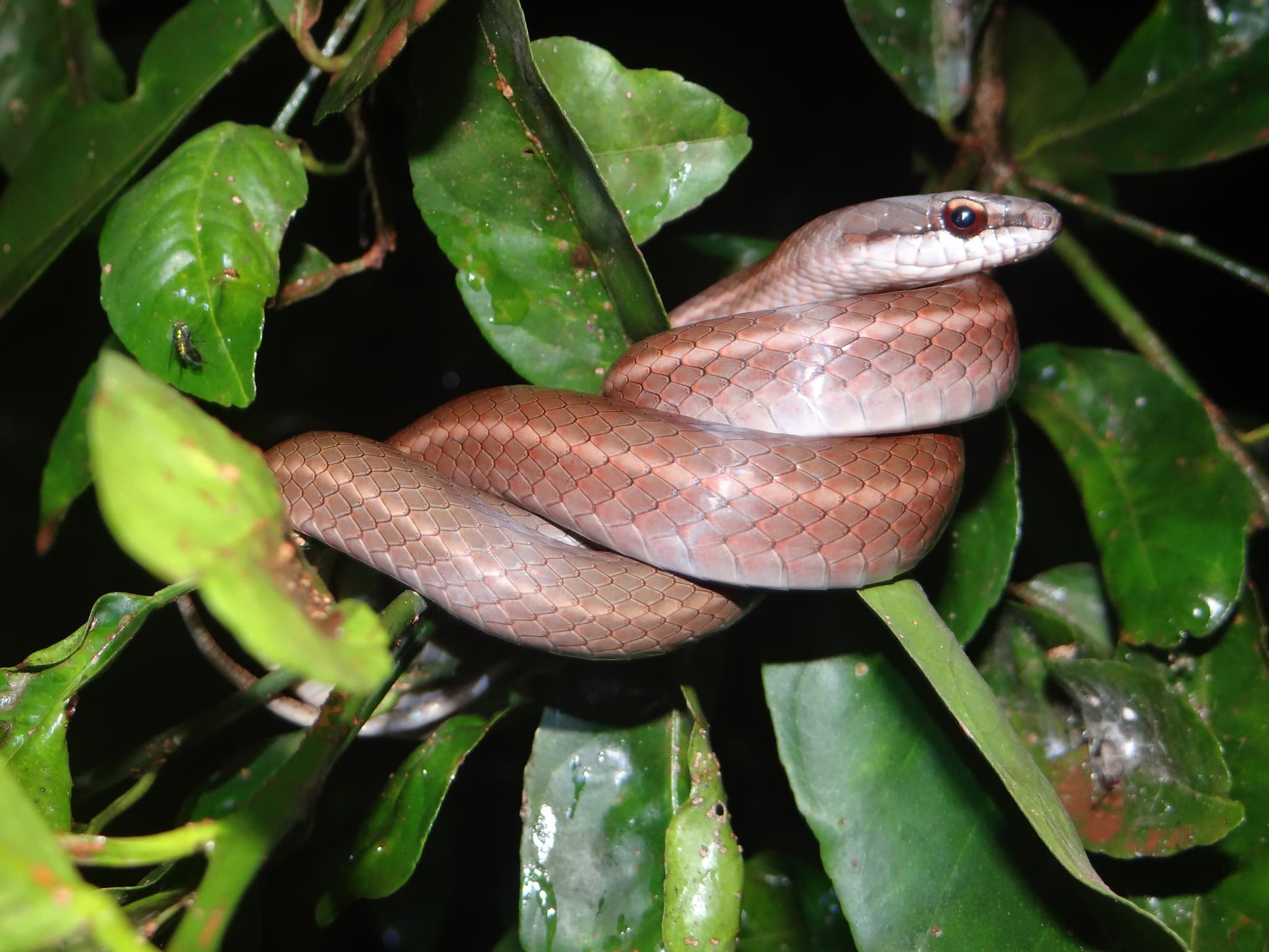 Machete Couesse Tobago (Mastigodryas boddaerti dunni) portrait