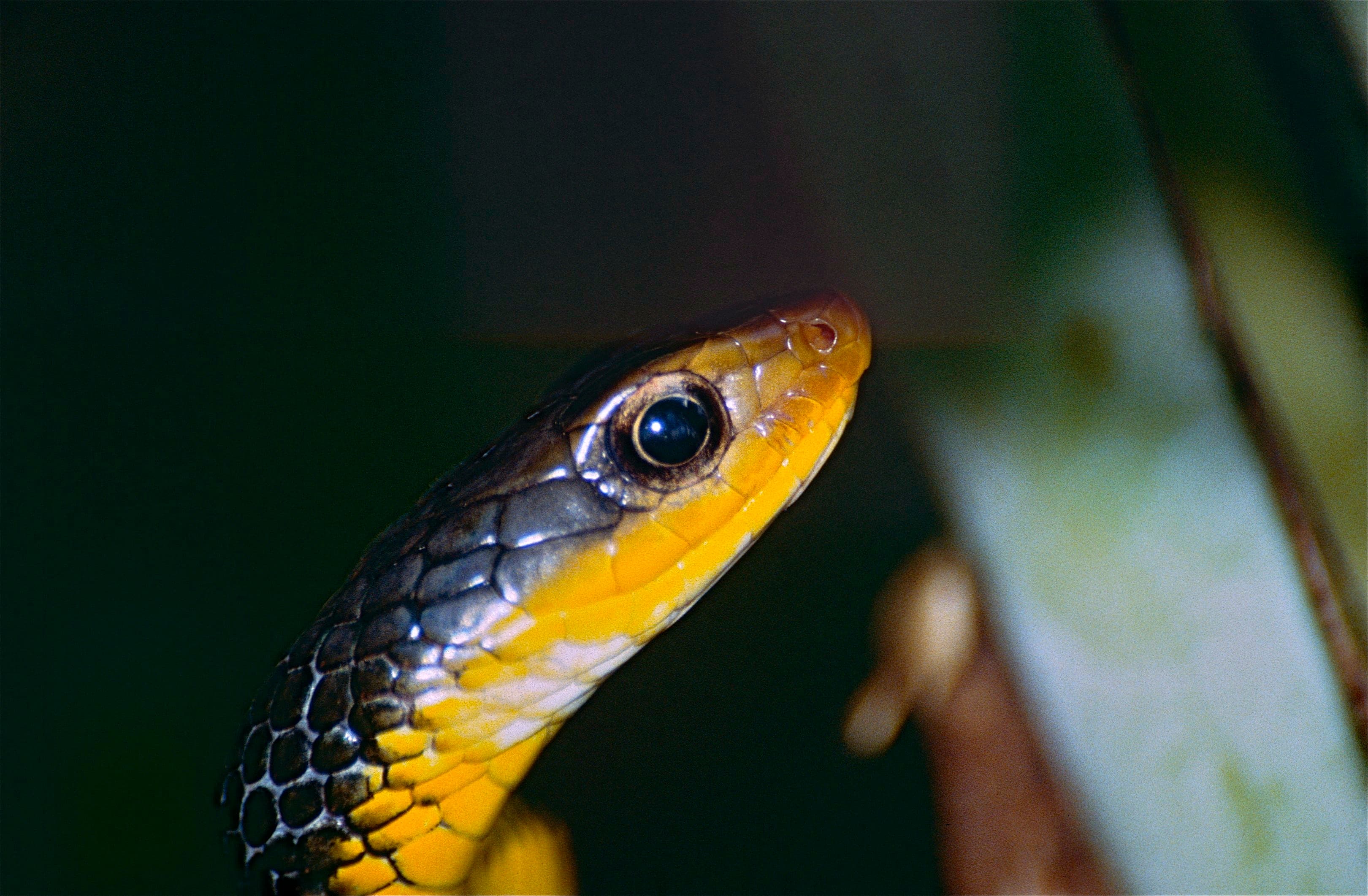 Machete Savane (Chironius carinatus) in Trinidad