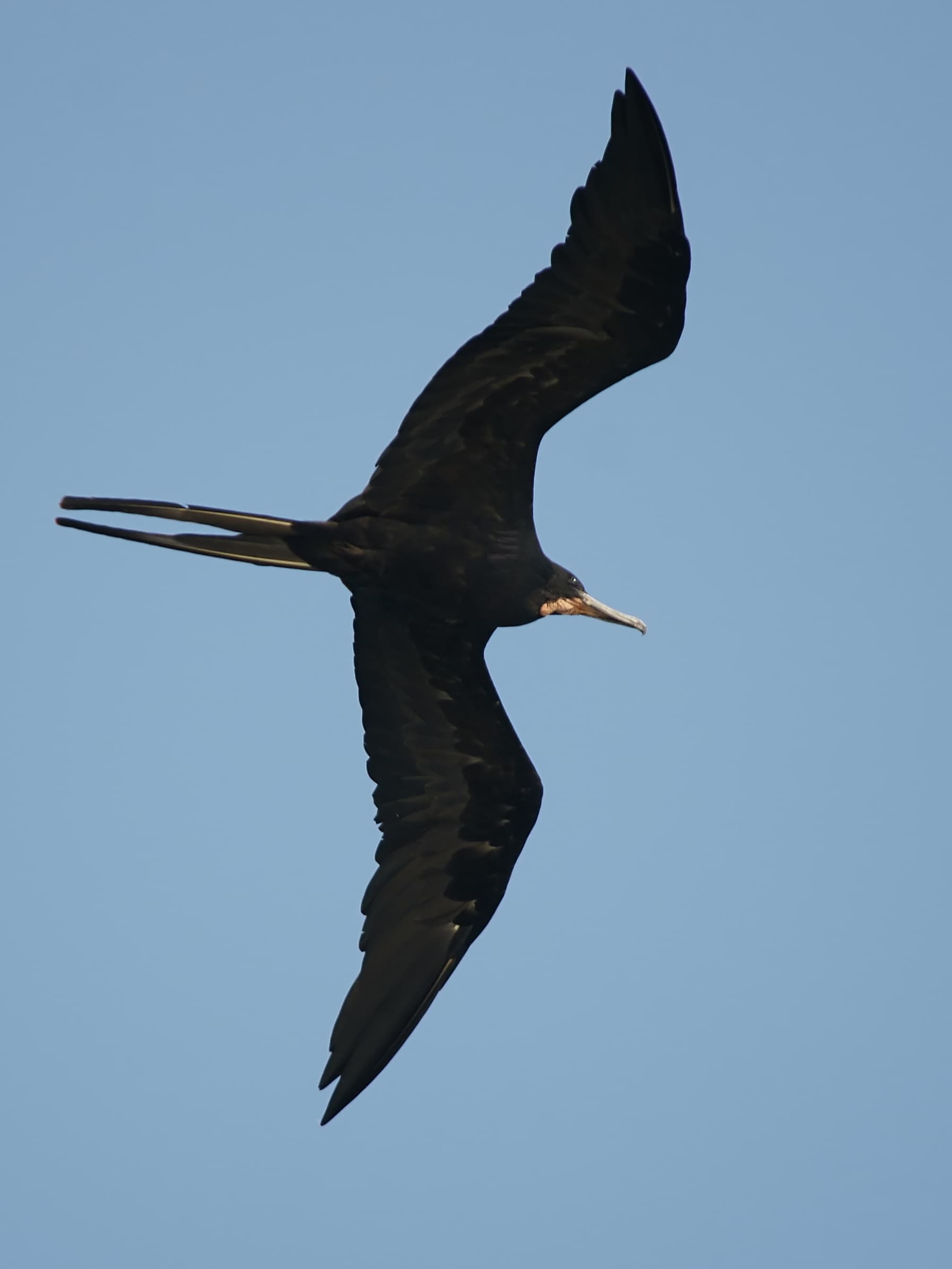 Magnificent Frigatebird (Fregata magnificens) soaring in flight at Sanibel Island, Florida