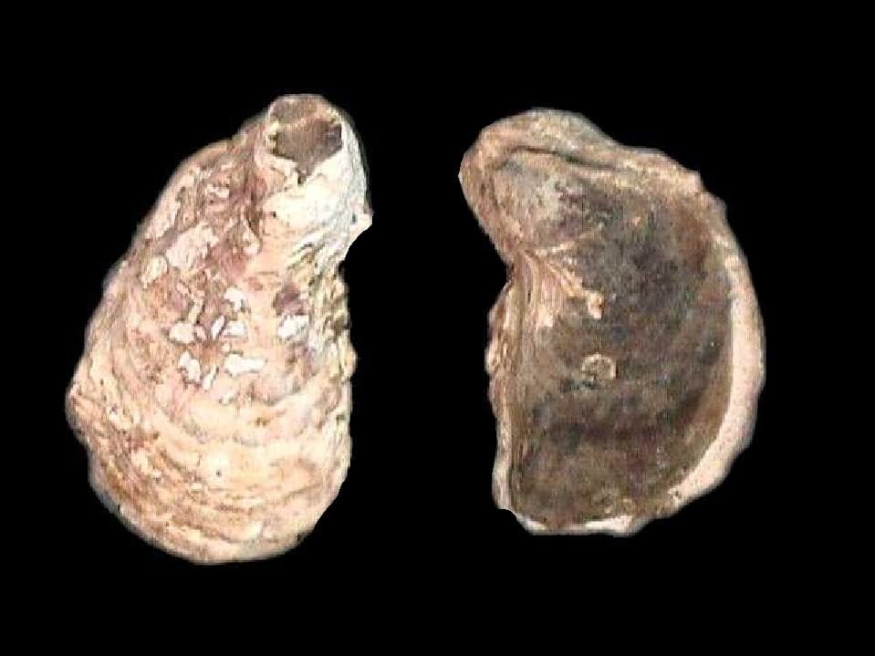 Crassostrea rhizophorae (mangrove oyster) cluster